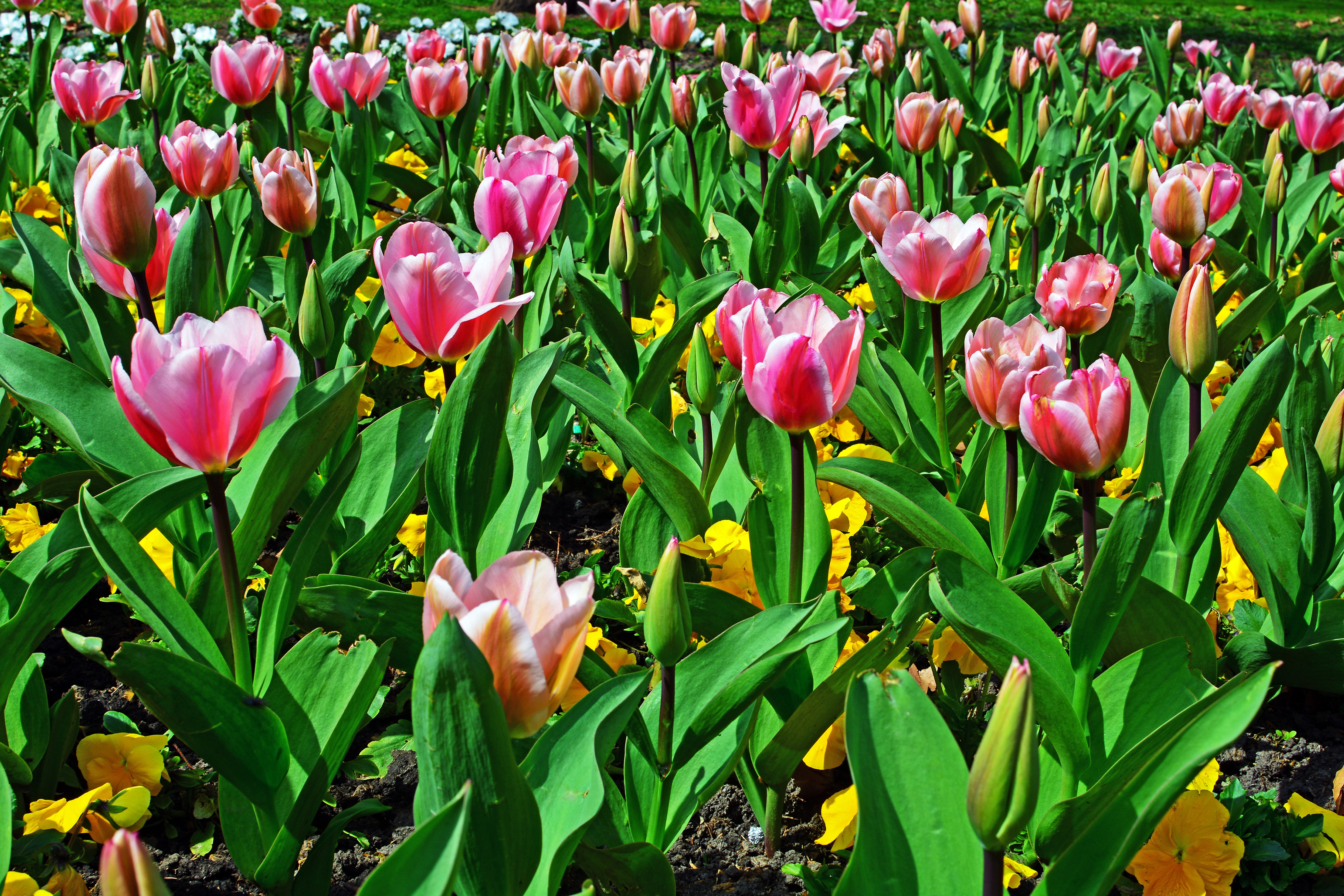 4K Tulips in a Garden HD Wallpaper