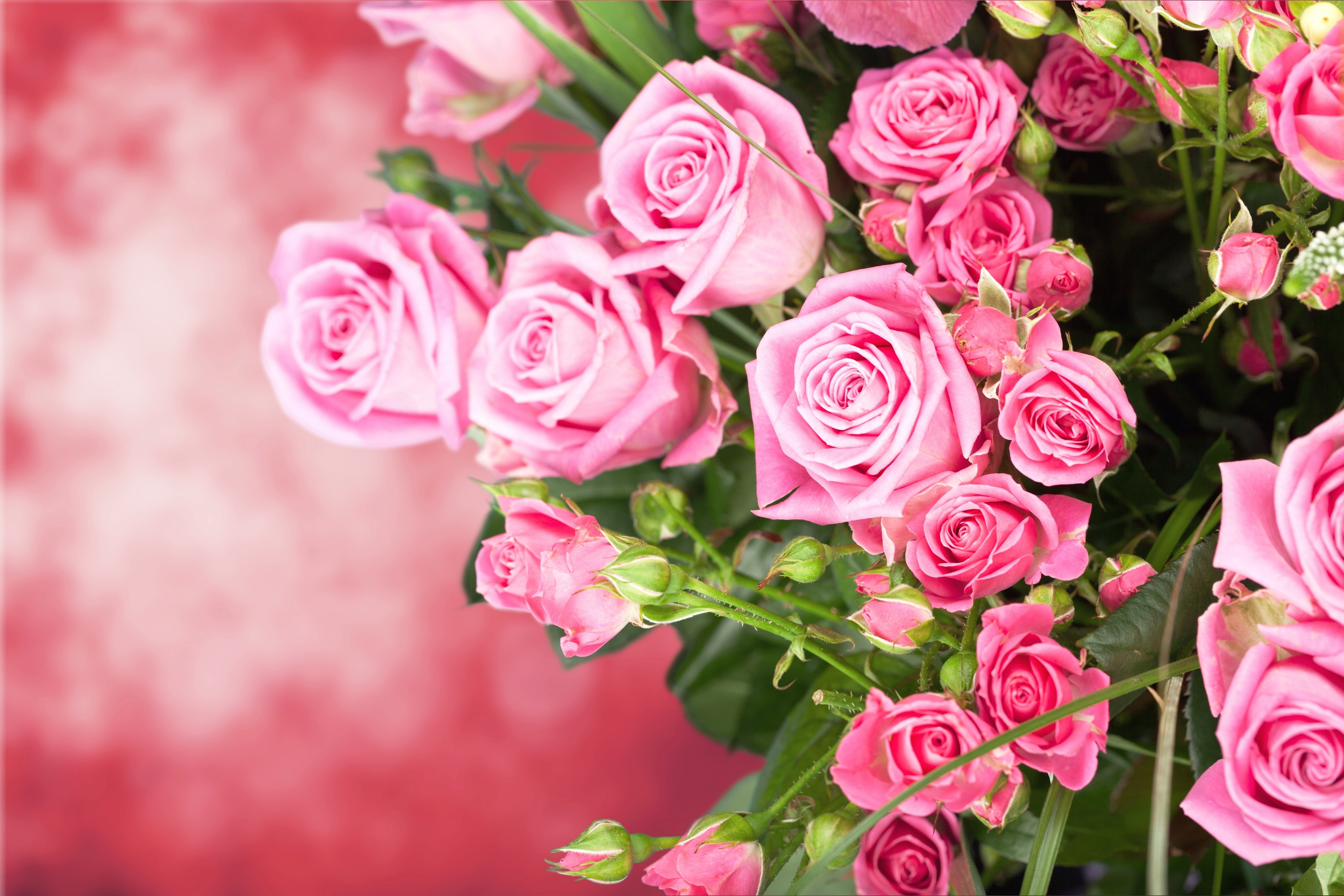 Pink Roses Bouquet 4K HD Wallpaper