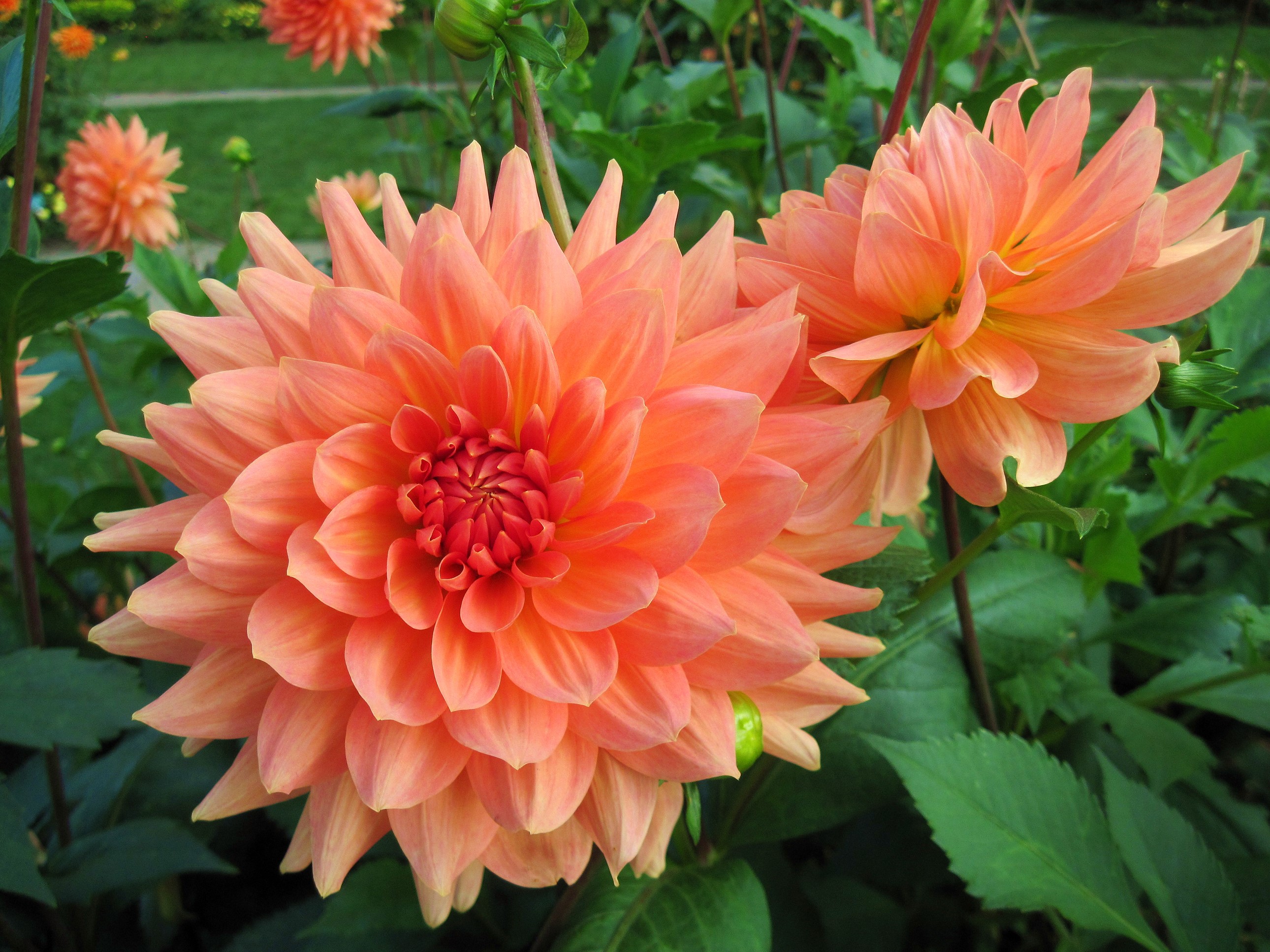 Two orange dahlias in a garden HD Wallpaper