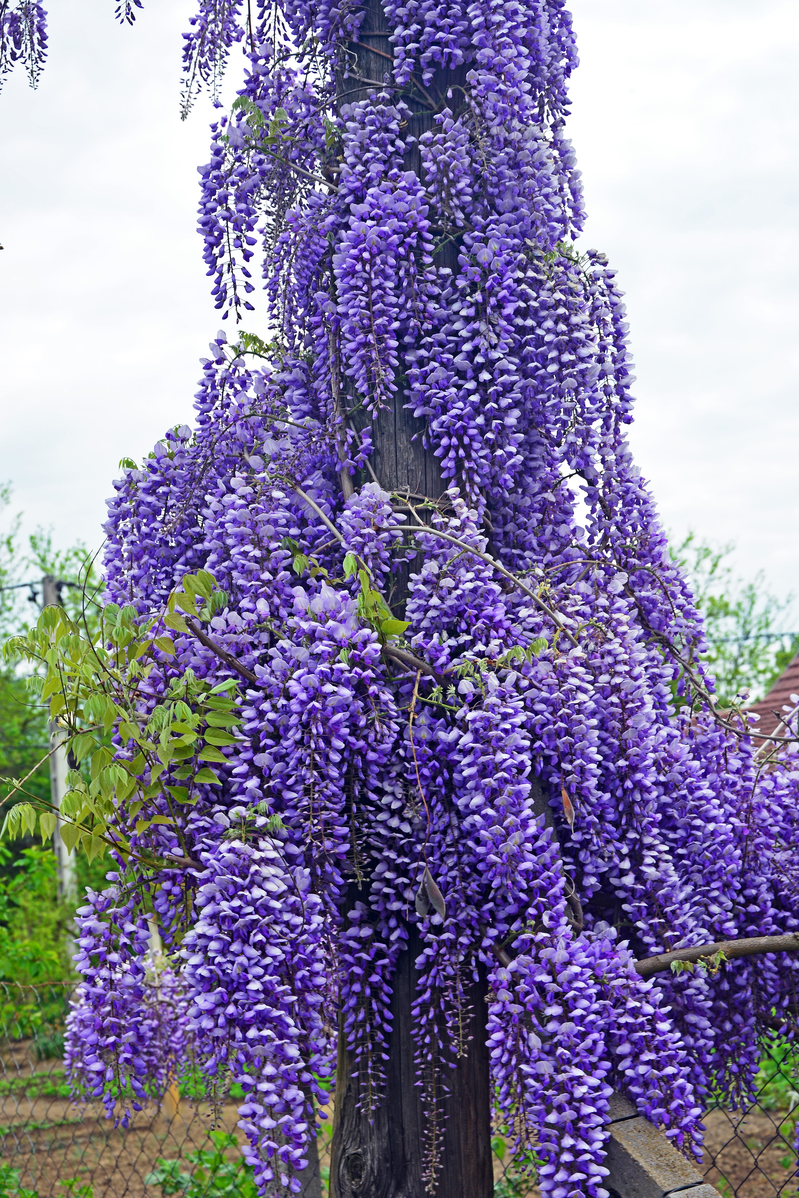 Purple Wisteria flowers cascading down a wooden post HD Phone Wallpaper