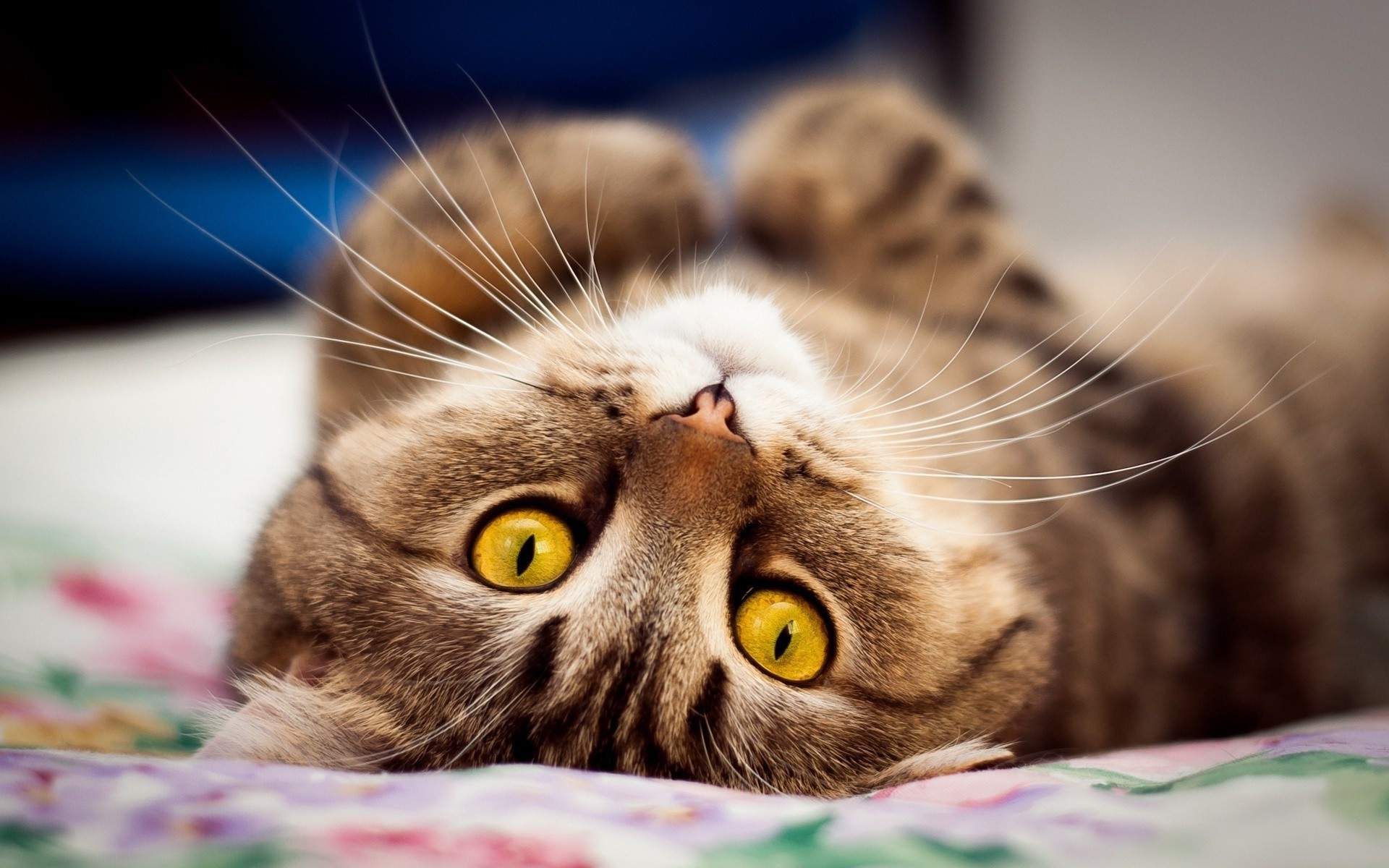 Close-up of a tabby cat with bright yellow eyes HD Wallpaper