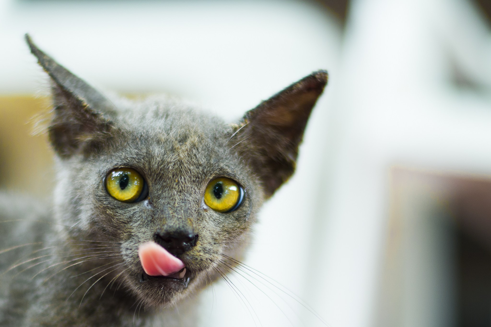 Close-up of a grey cat with yellow eyes sticking out its tongue HD Wallpaper