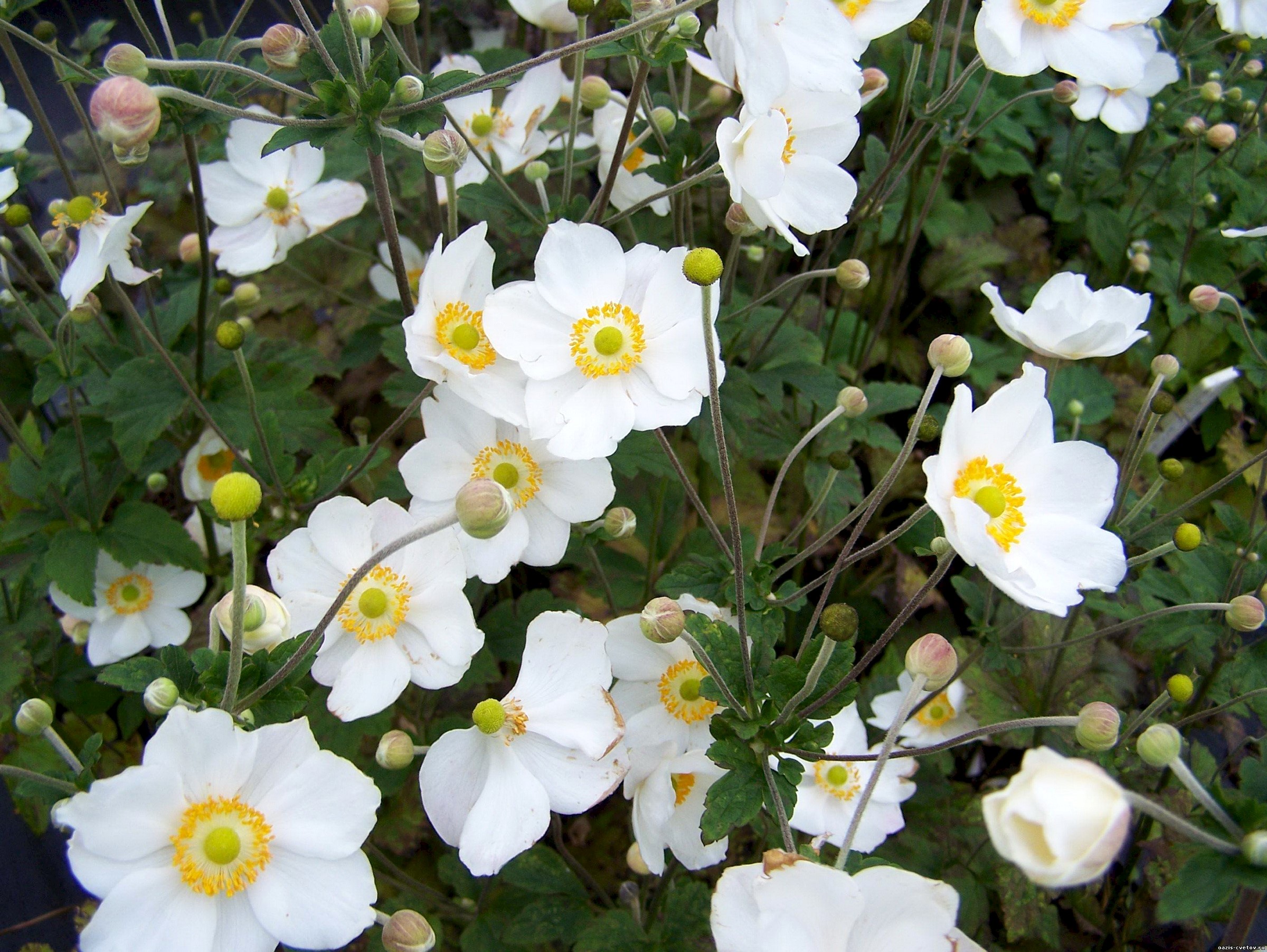 White Anemone flowers in bloom HD Wallpaper