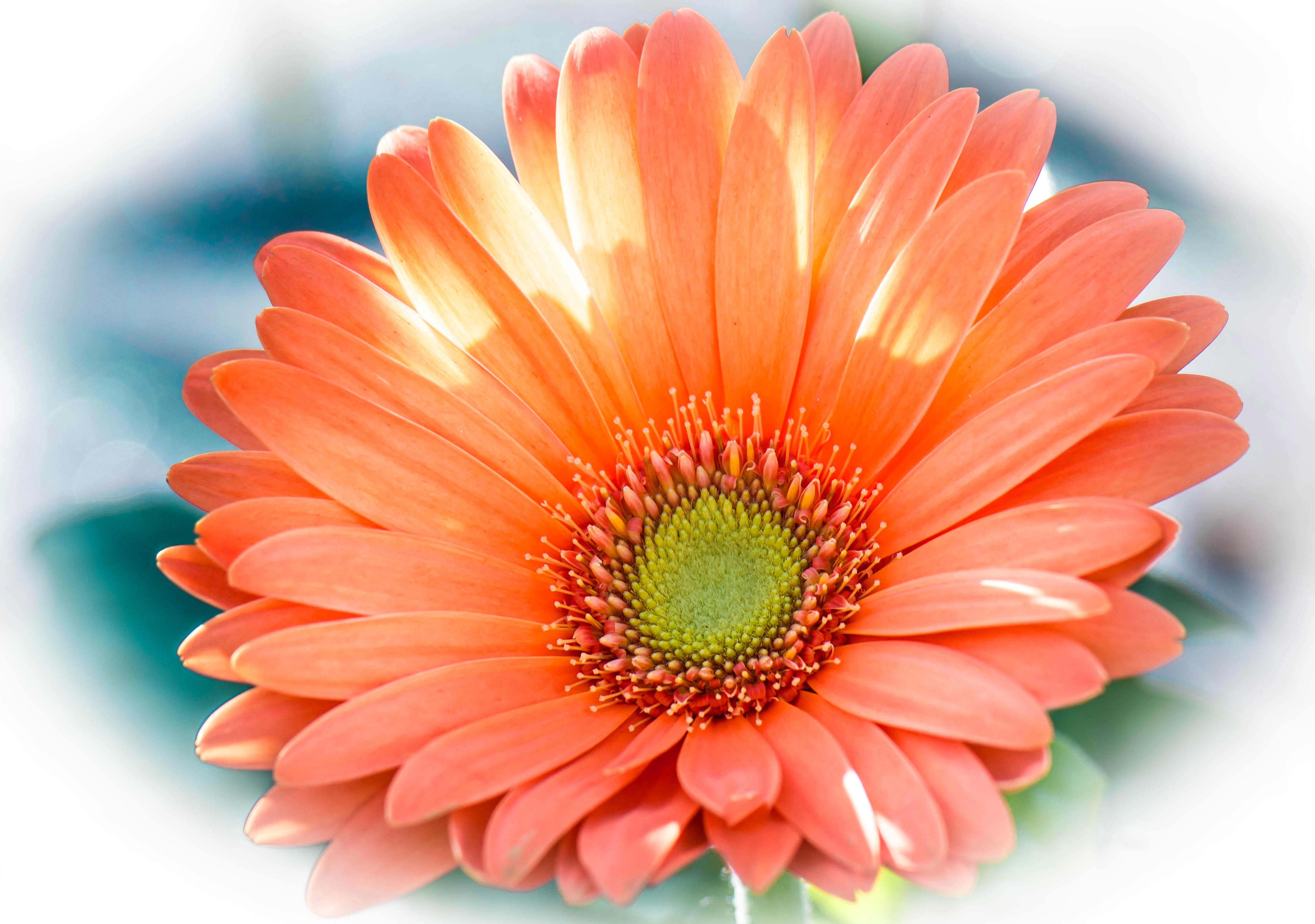 Orange Gerbera Daisy Closeup HD Wallpaper