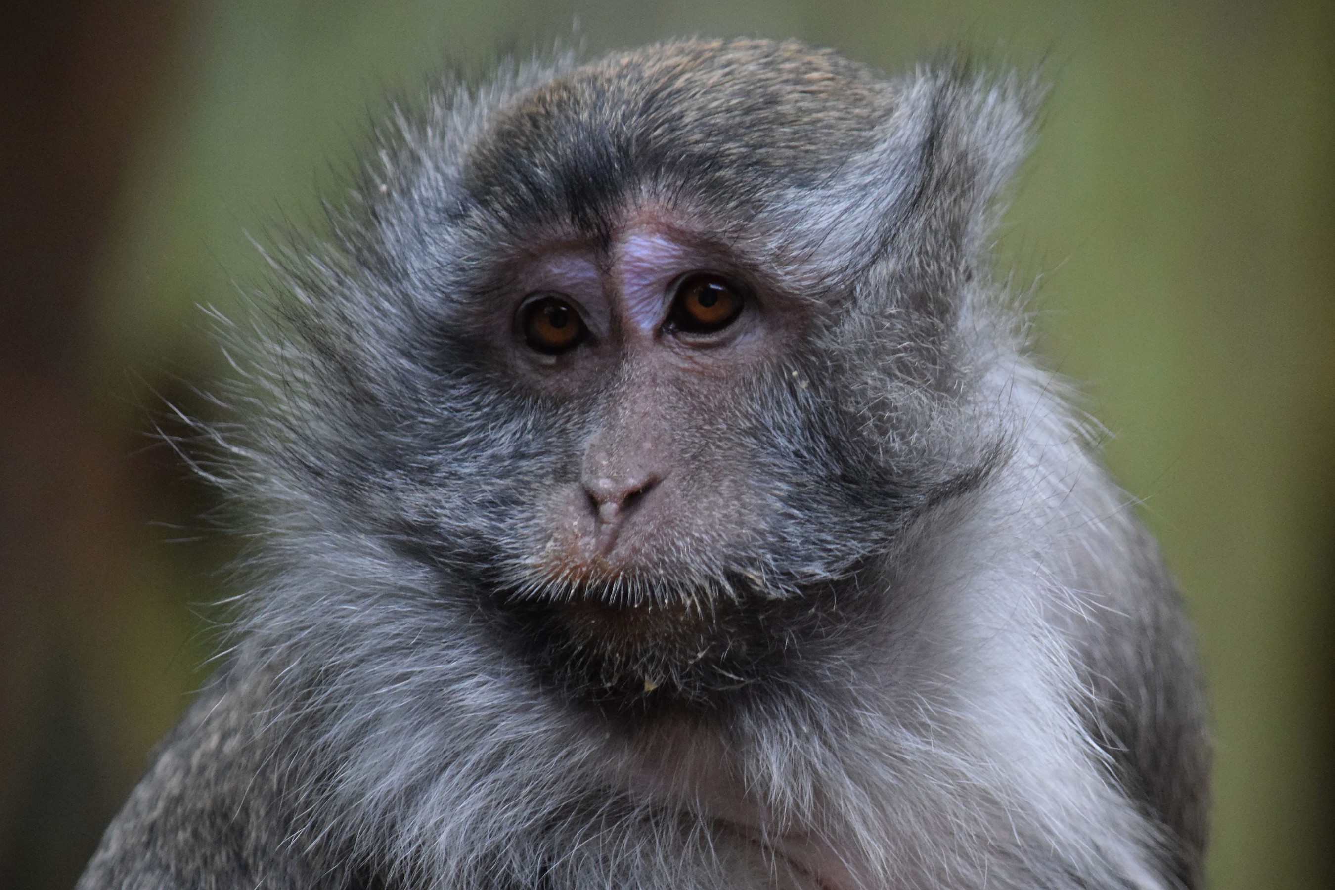 Close-up of a monkey's face HD Wallpaper