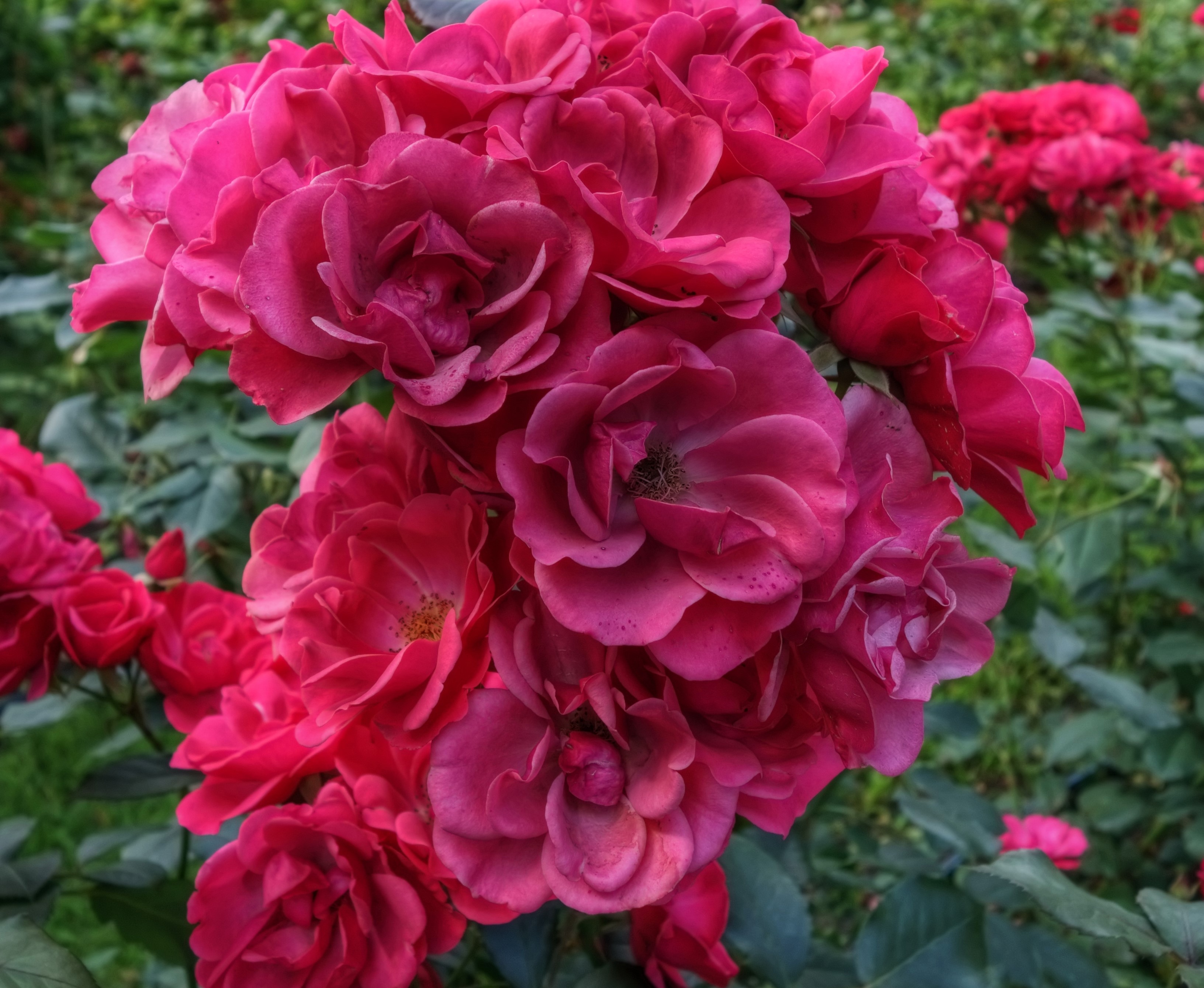 Cluster of pink roses in a garden HD Wallpaper