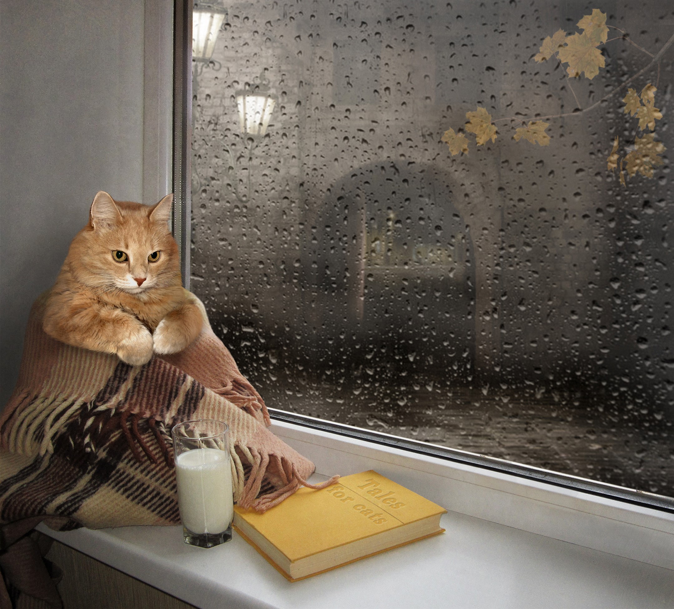 Cat wrapped in blanket with milk and book on windowsill during rain HD Wallpaper