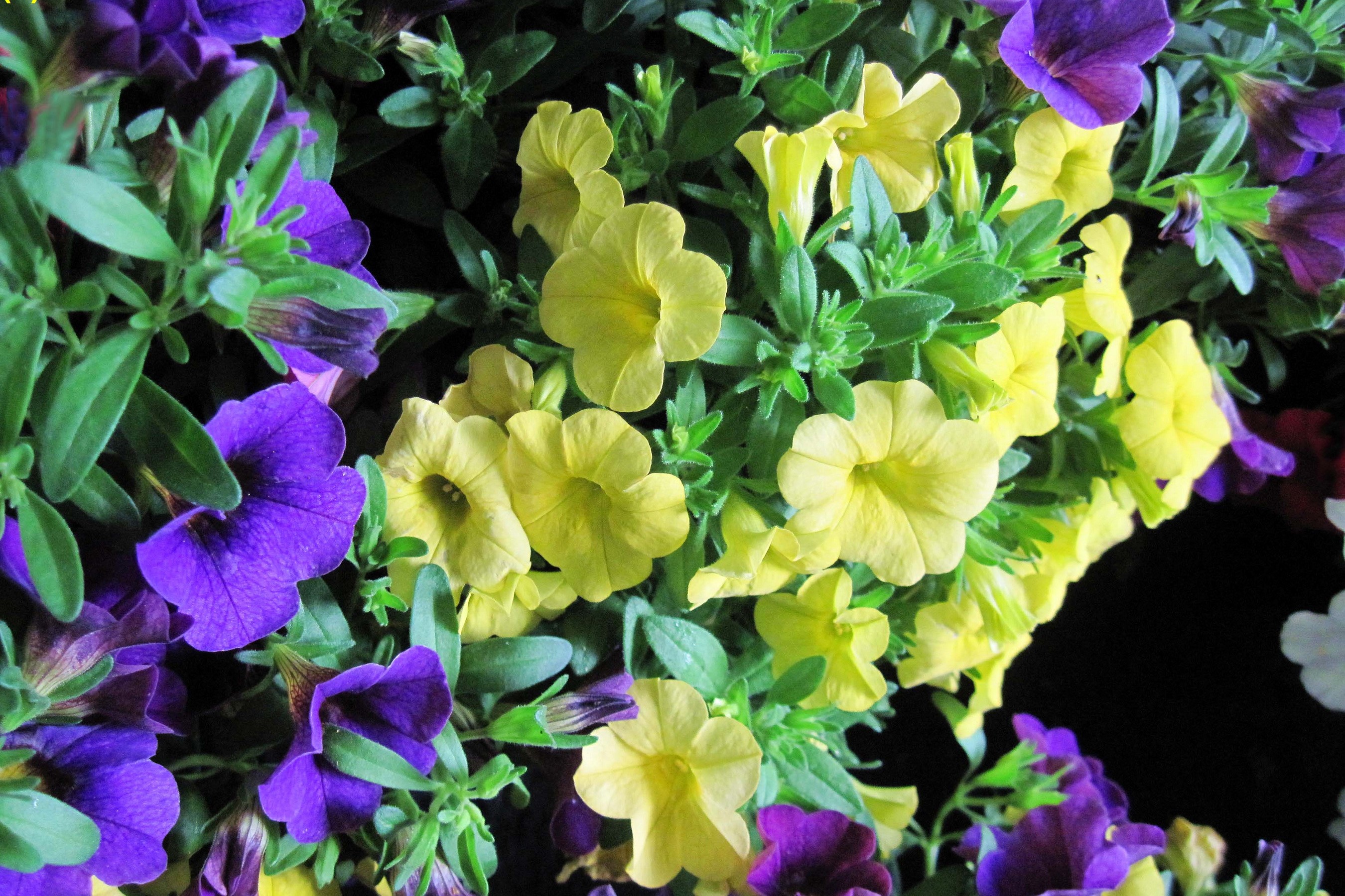 Purple and yellow petunias in close-up HD Wallpaper