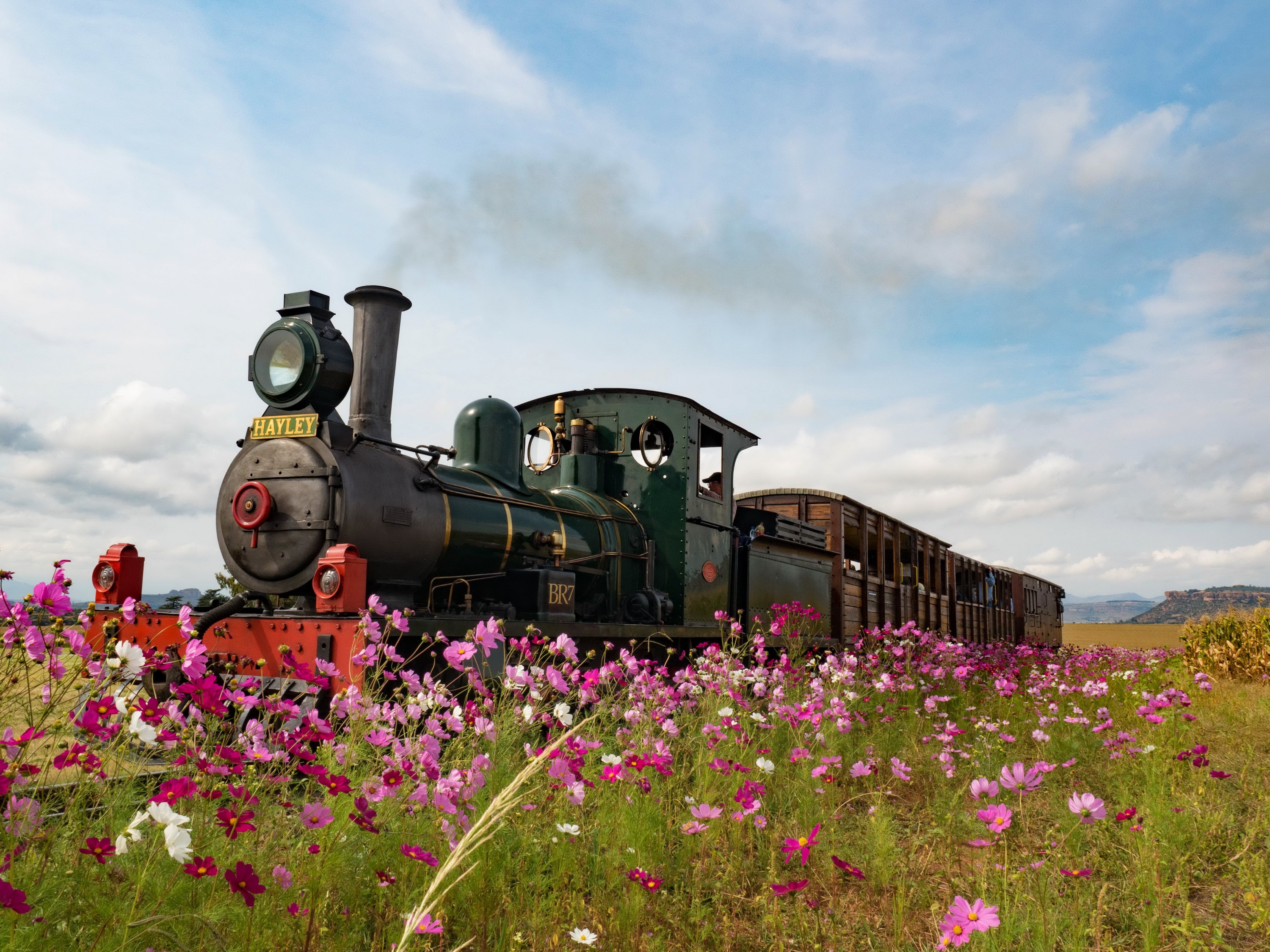 Steam train 'Hayley' in a field of cosmos flowers HD Wallpaper