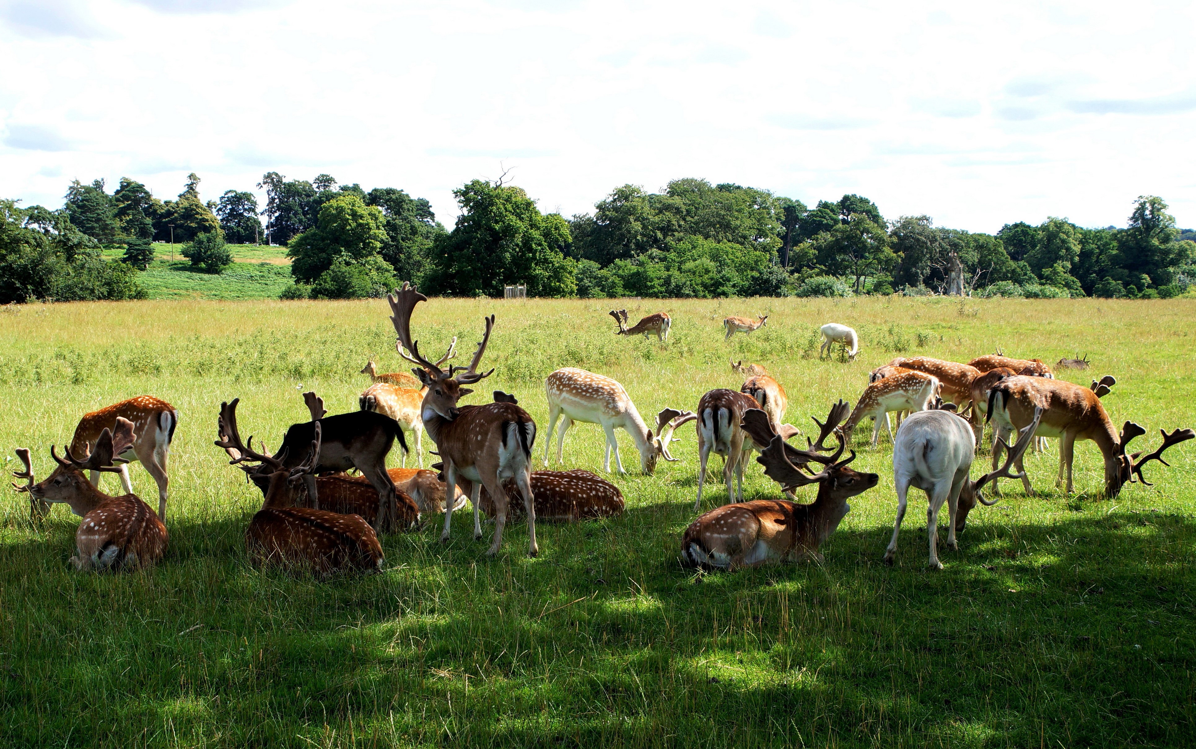 Herd of Deer in Grasslands HD Wallpaper
