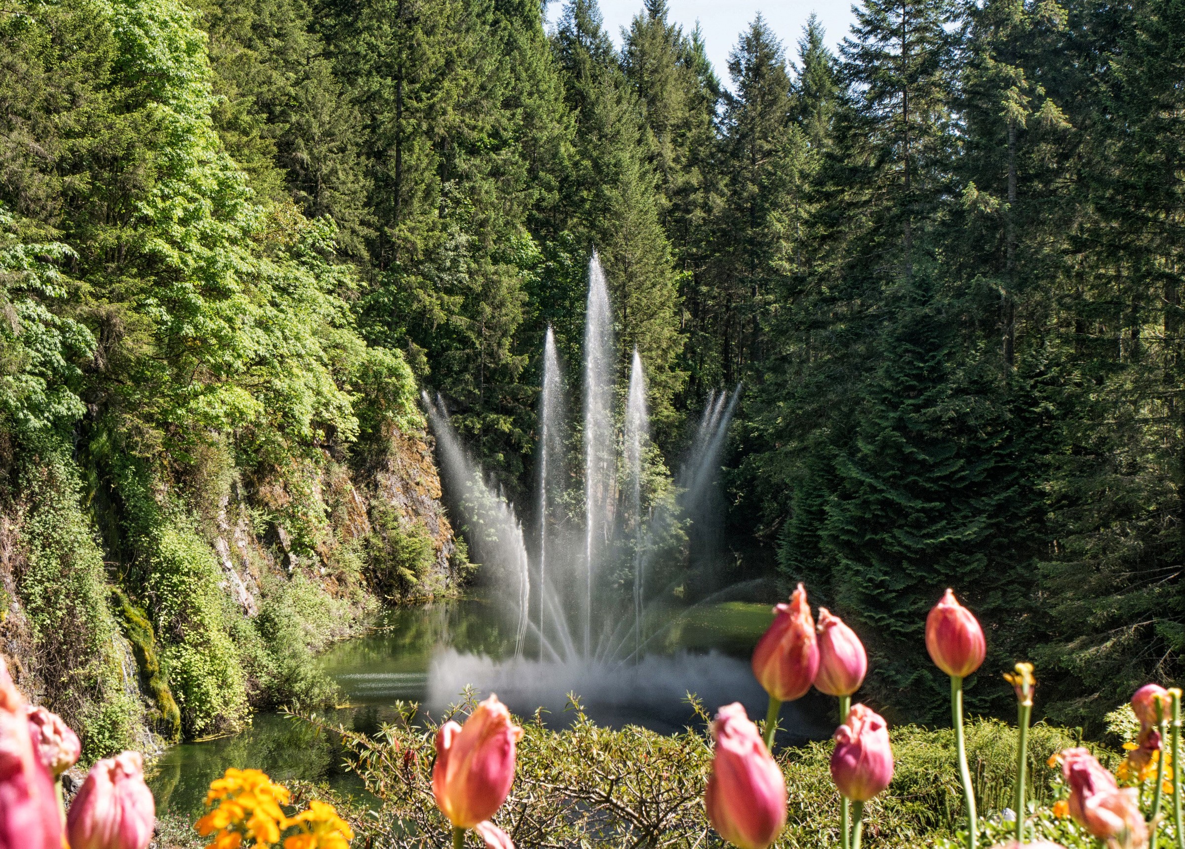 Butchart Gardens Fountains and Tulips in Canada HD Wallpaper