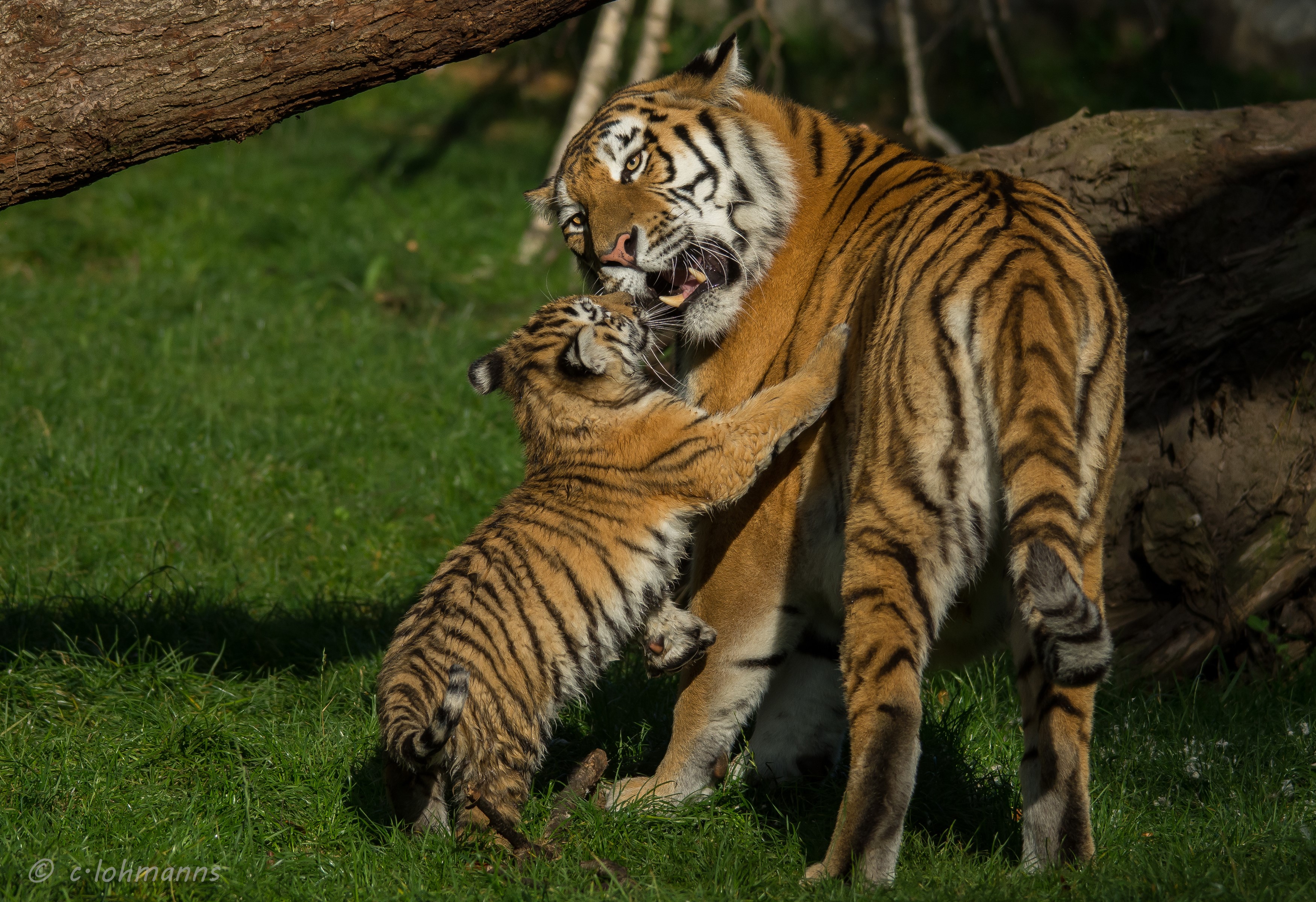 Tiger mother playing with cub in grassy area HD Wallpaper