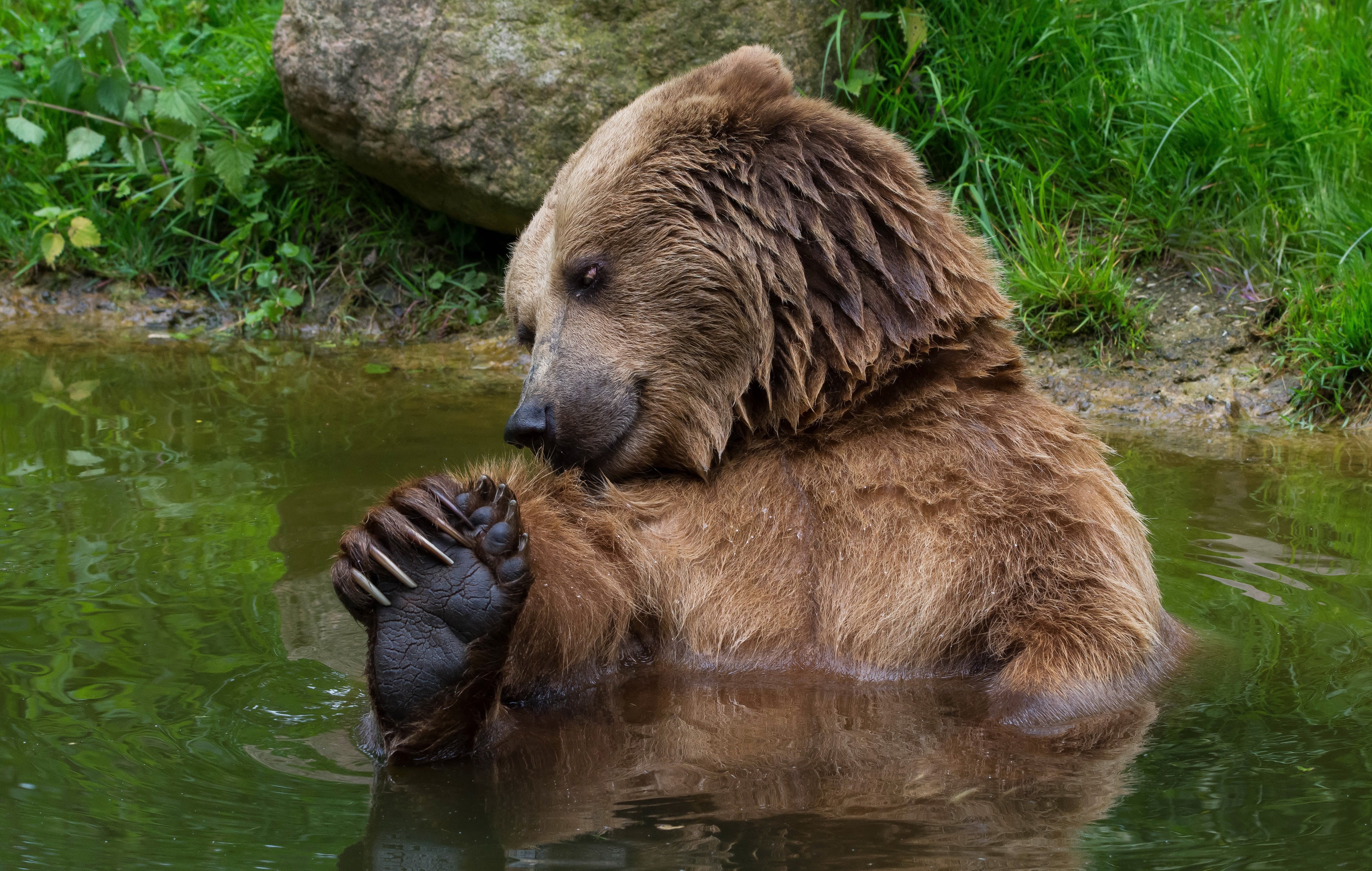 Brown Bear in Water HD Wallpaper