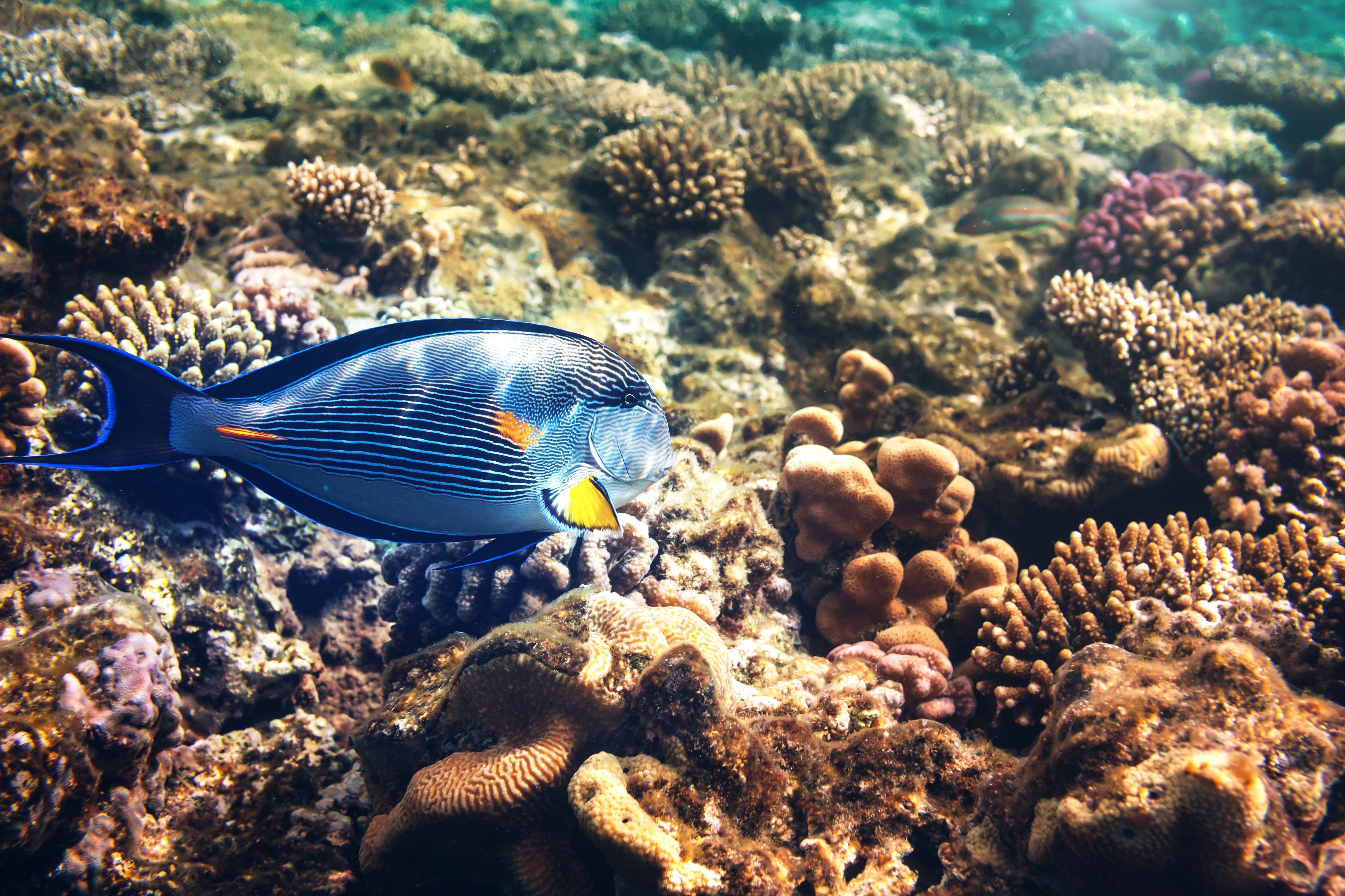 Fish and Corals Underwater HD Wallpaper