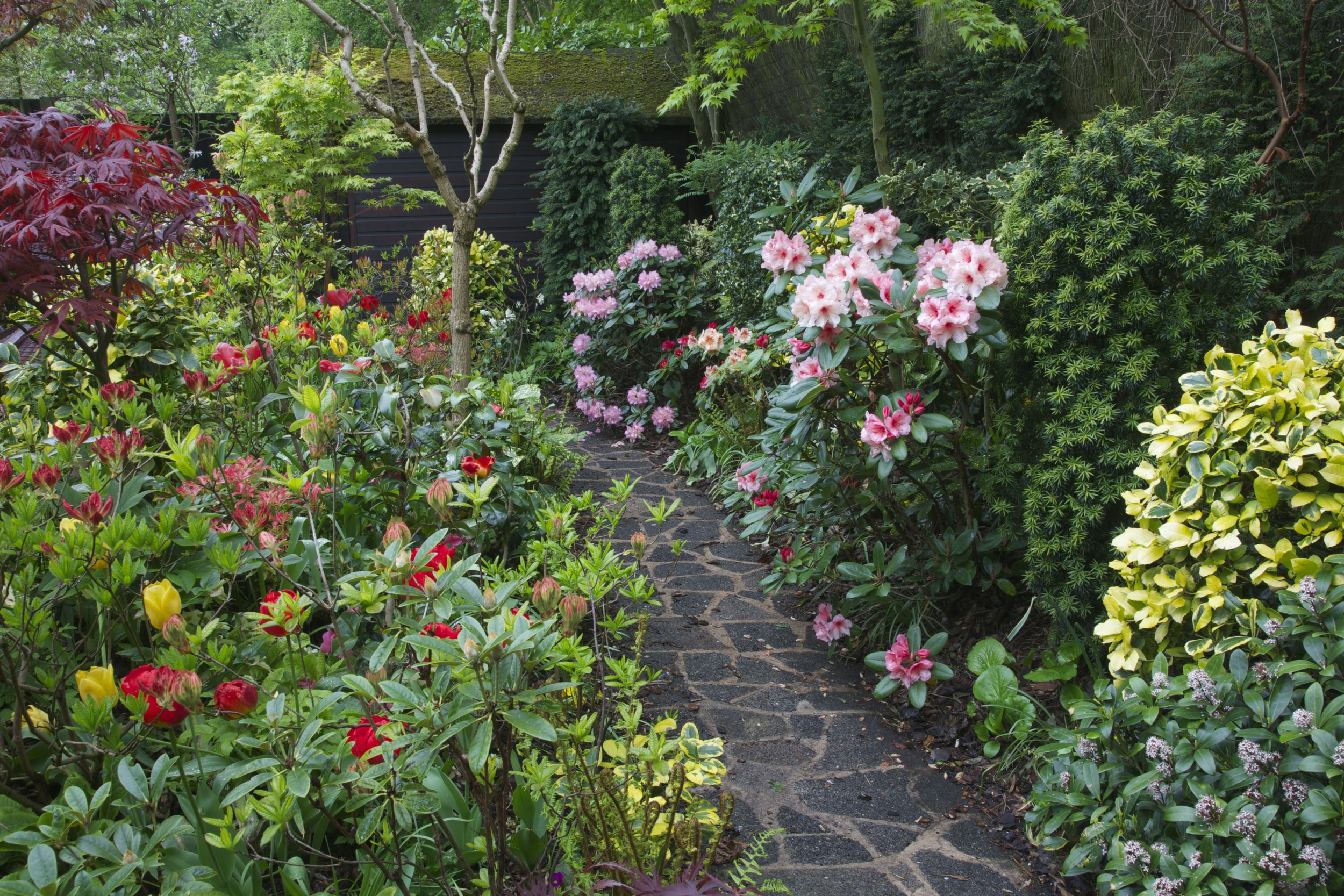 Garden path with rhododendrons and shrubs in England HD Wallpaper
