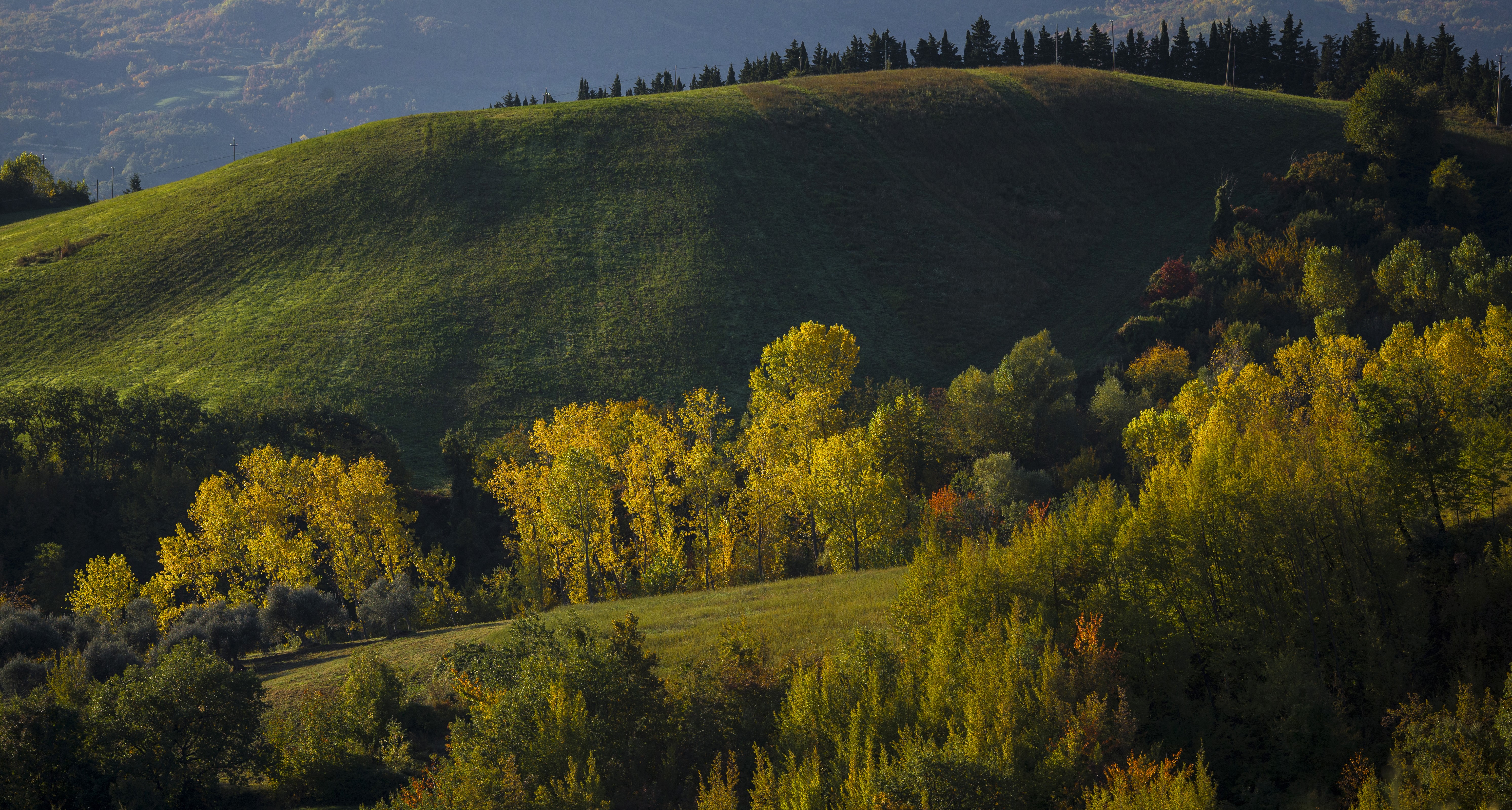 Autumnal Hillside with Yellow Trees in Italy HD Wallpaper