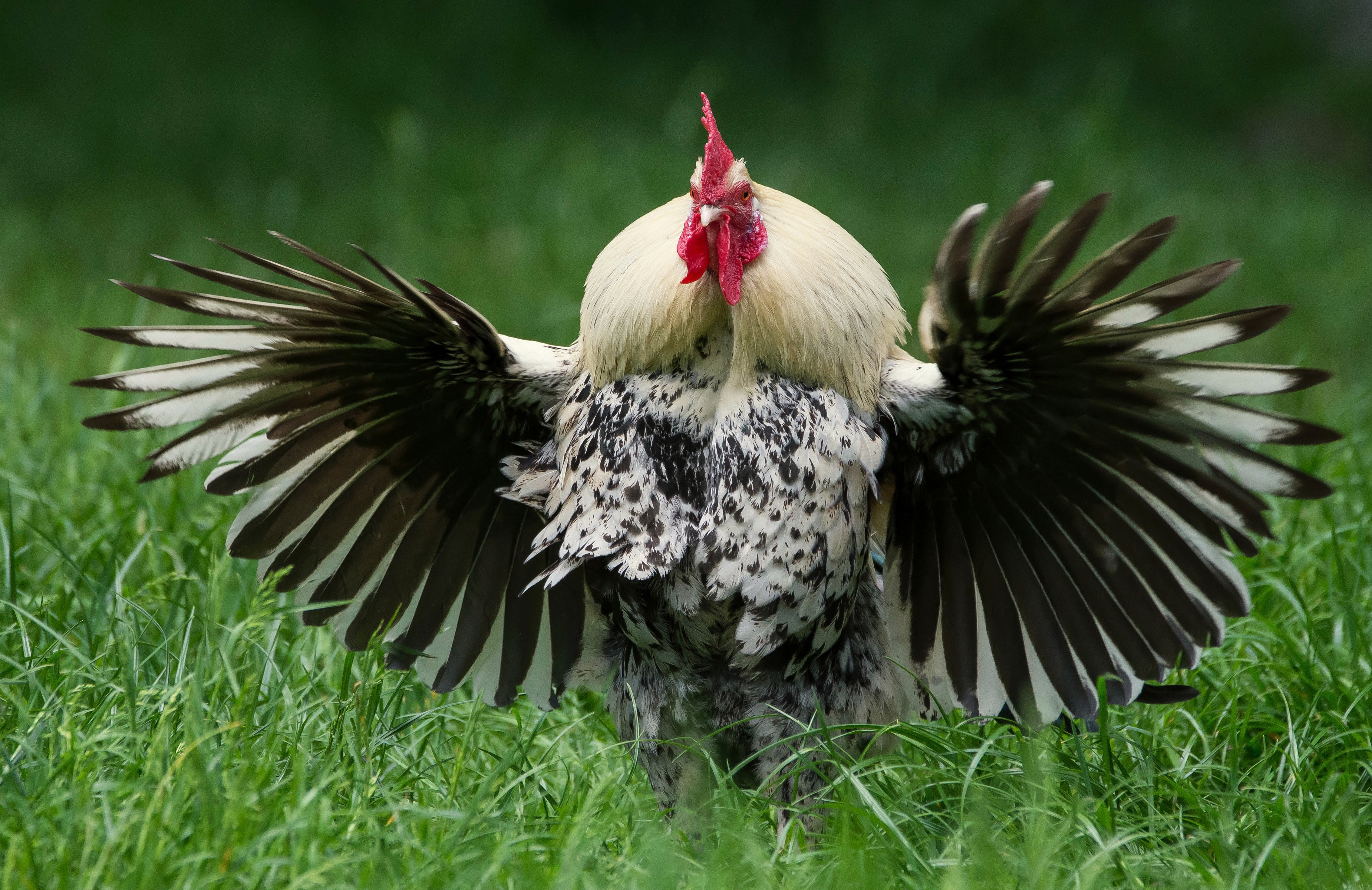 Rooster with wings spread in grass HD Wallpaper
