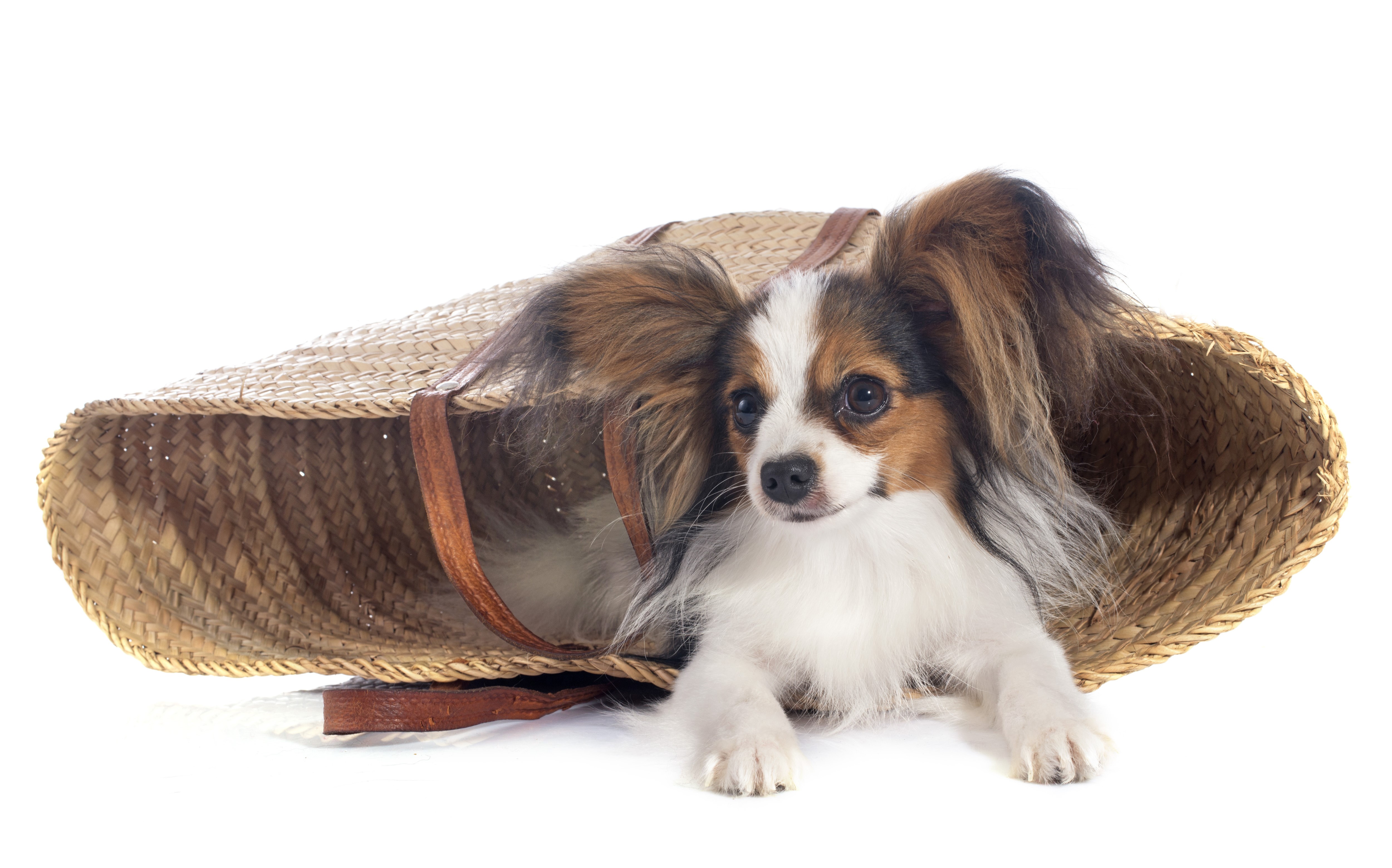 Papillon dog in a wicker basket HD Wallpaper