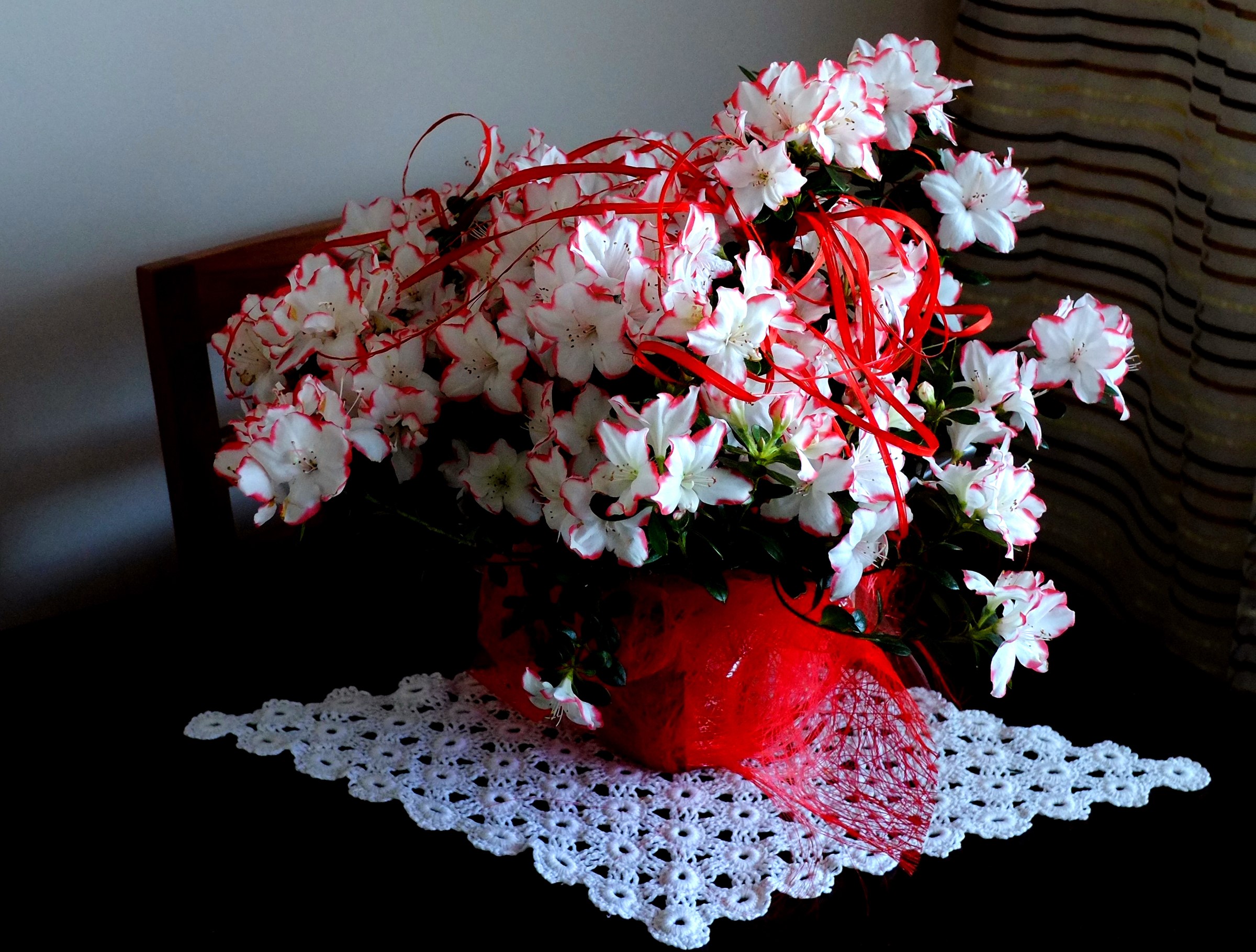 White and red azaleas in a red vase with red ribbons HD Wallpaper