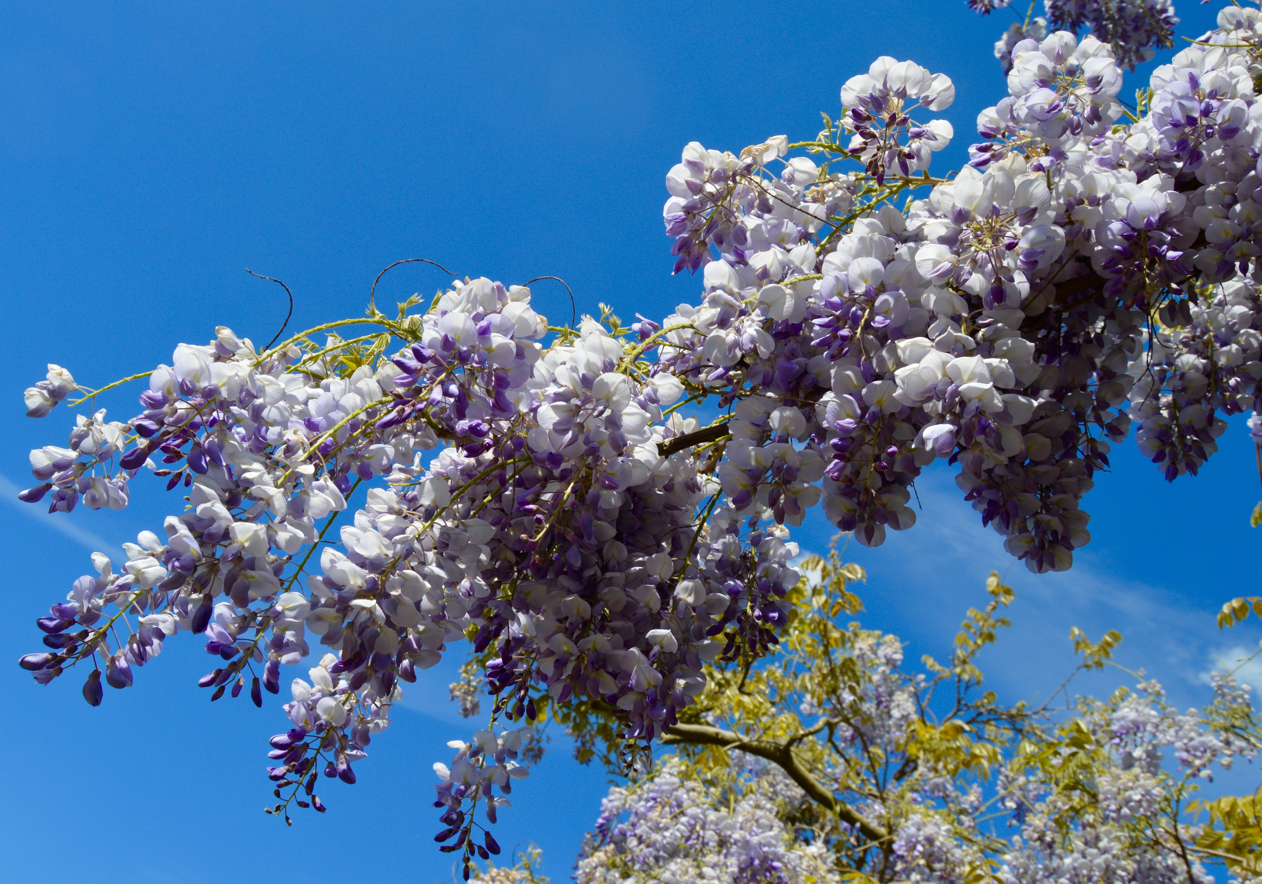 Wisteria branches against a blue sky HD Wallpaper
