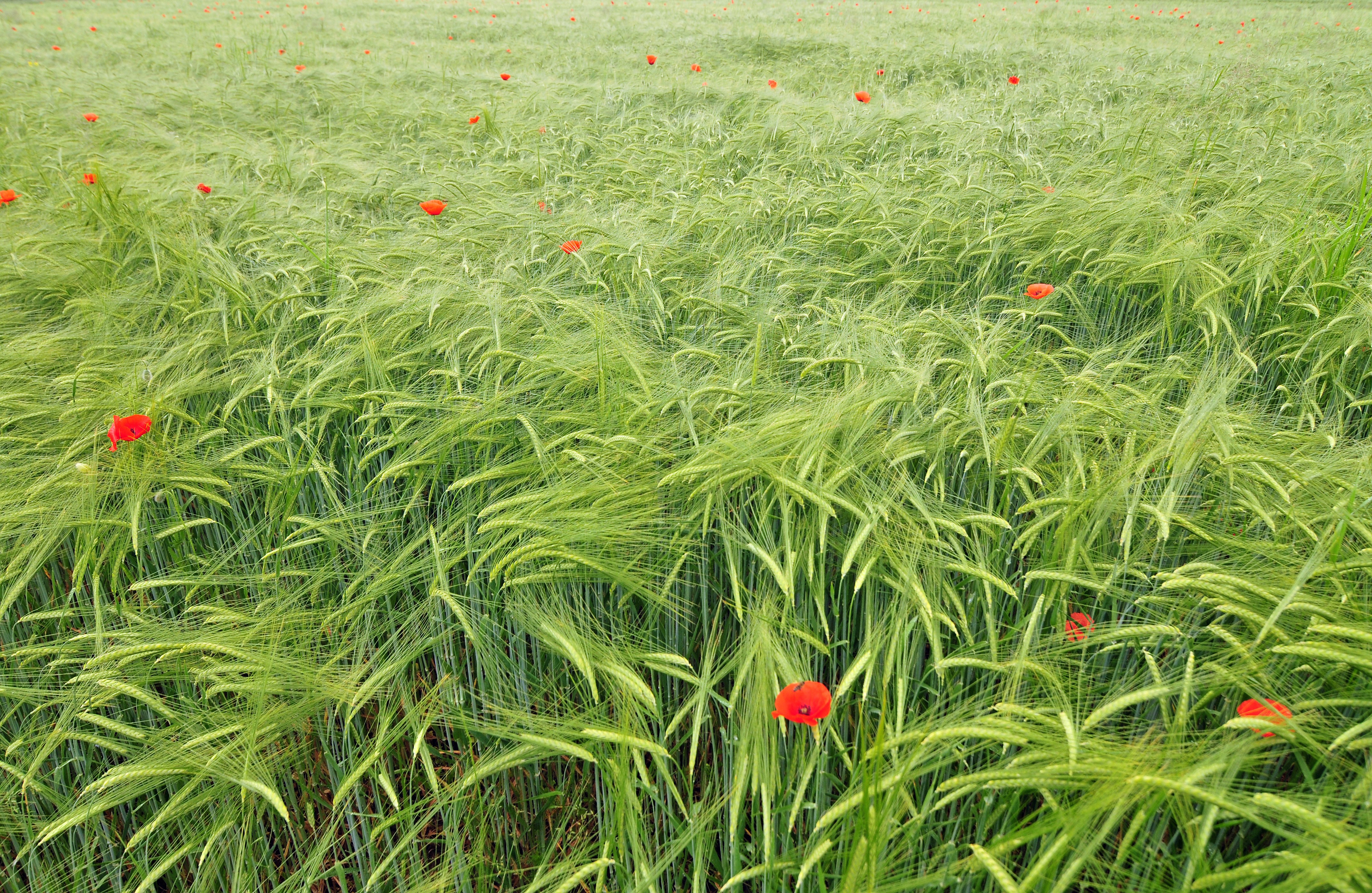 Field of Wheat with Poppies HD Wallpaper