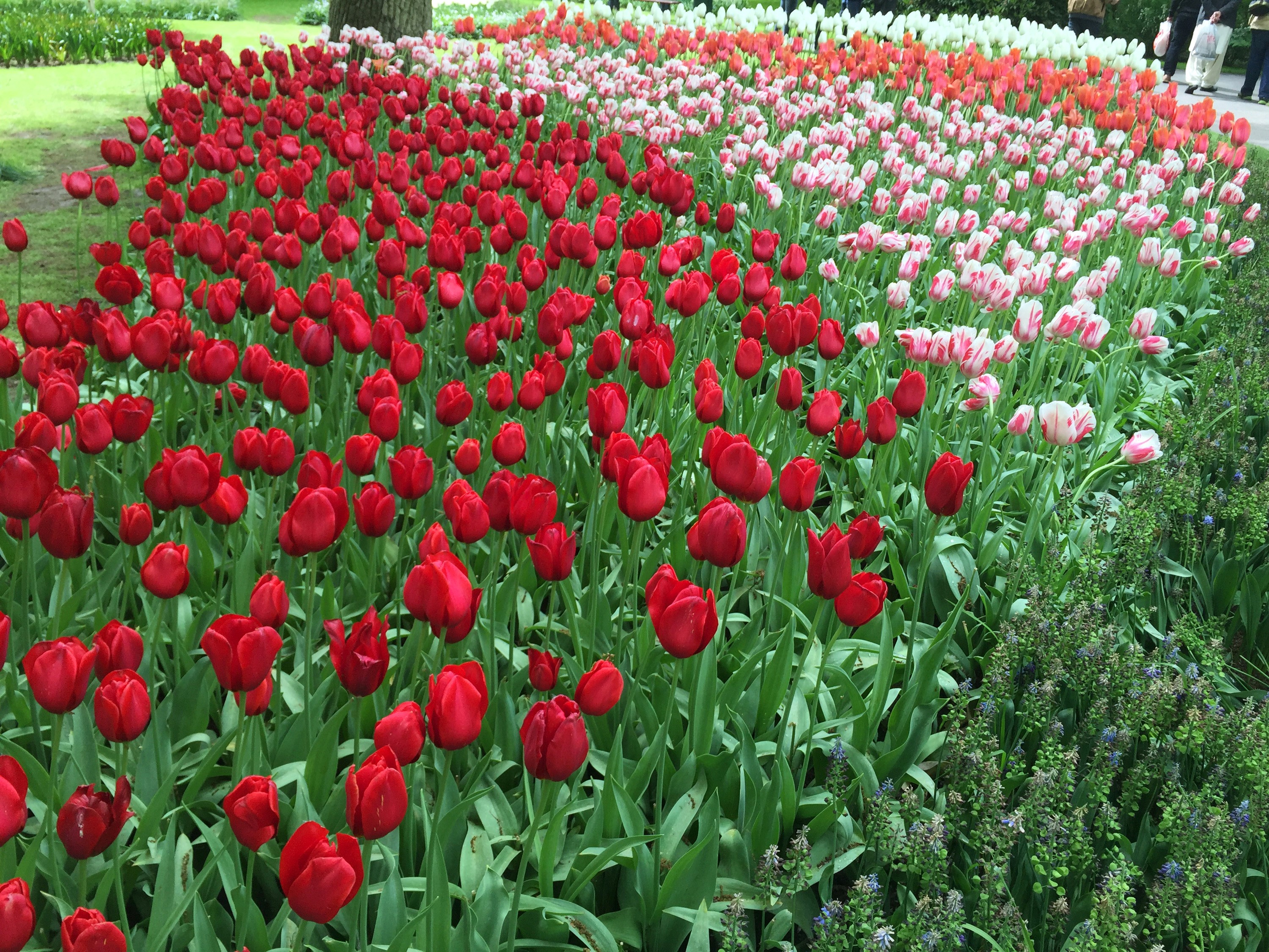 Keukenhof Gardens with Red and Pink Tulips in Bloom HD Wallpaper