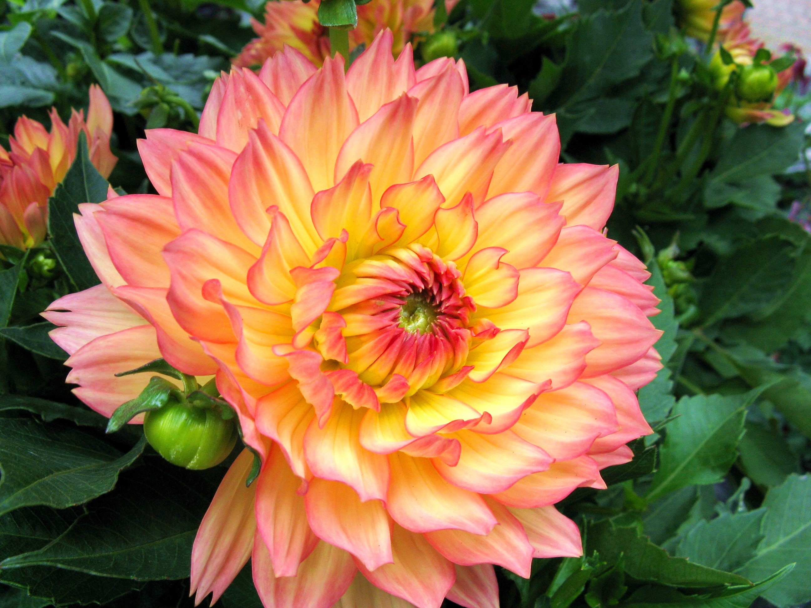 Close-up of a vibrant orange and pink Dahlia flower HD Wallpaper