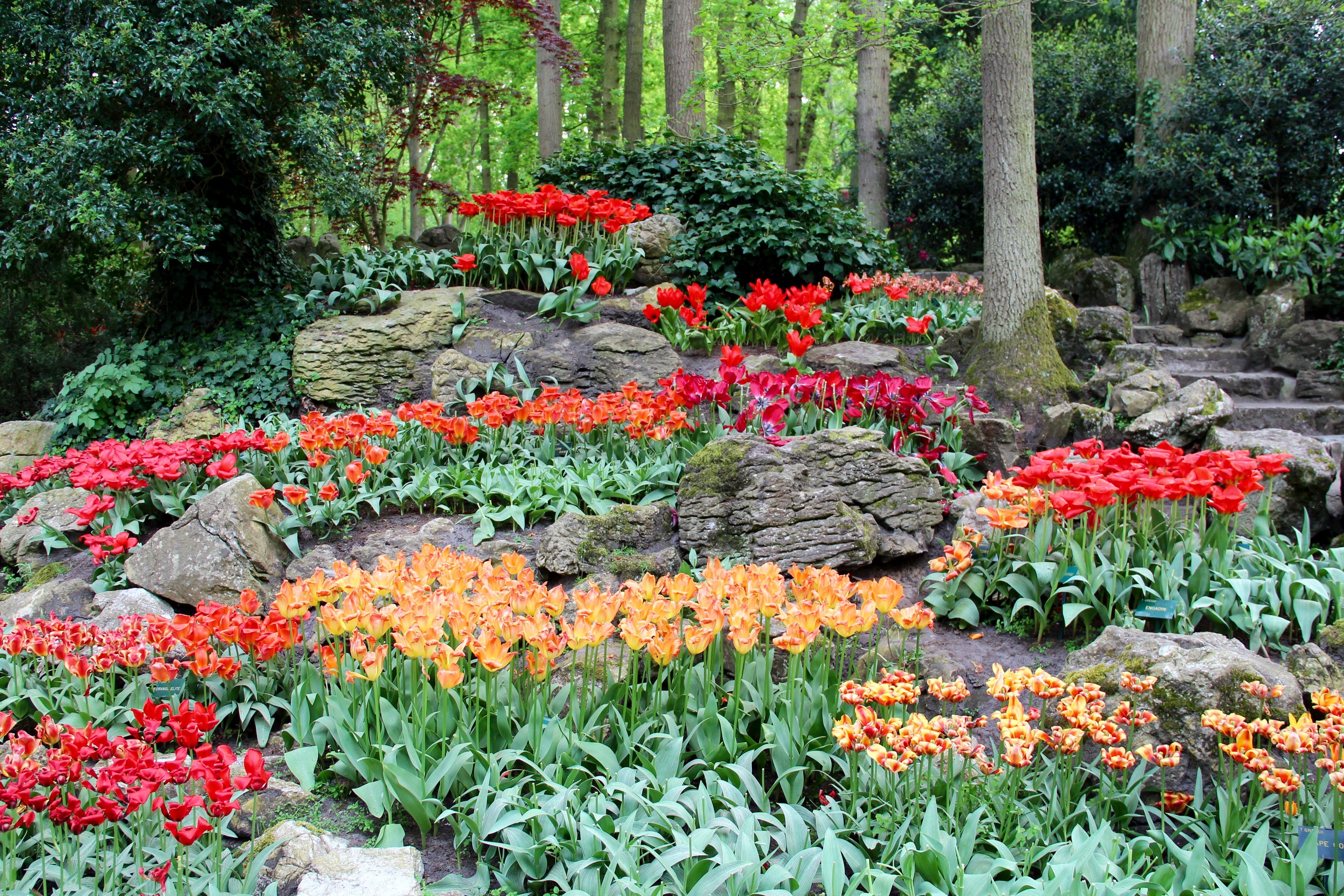 Keukenhof Gardens with Tulips and Rocks HD Wallpaper