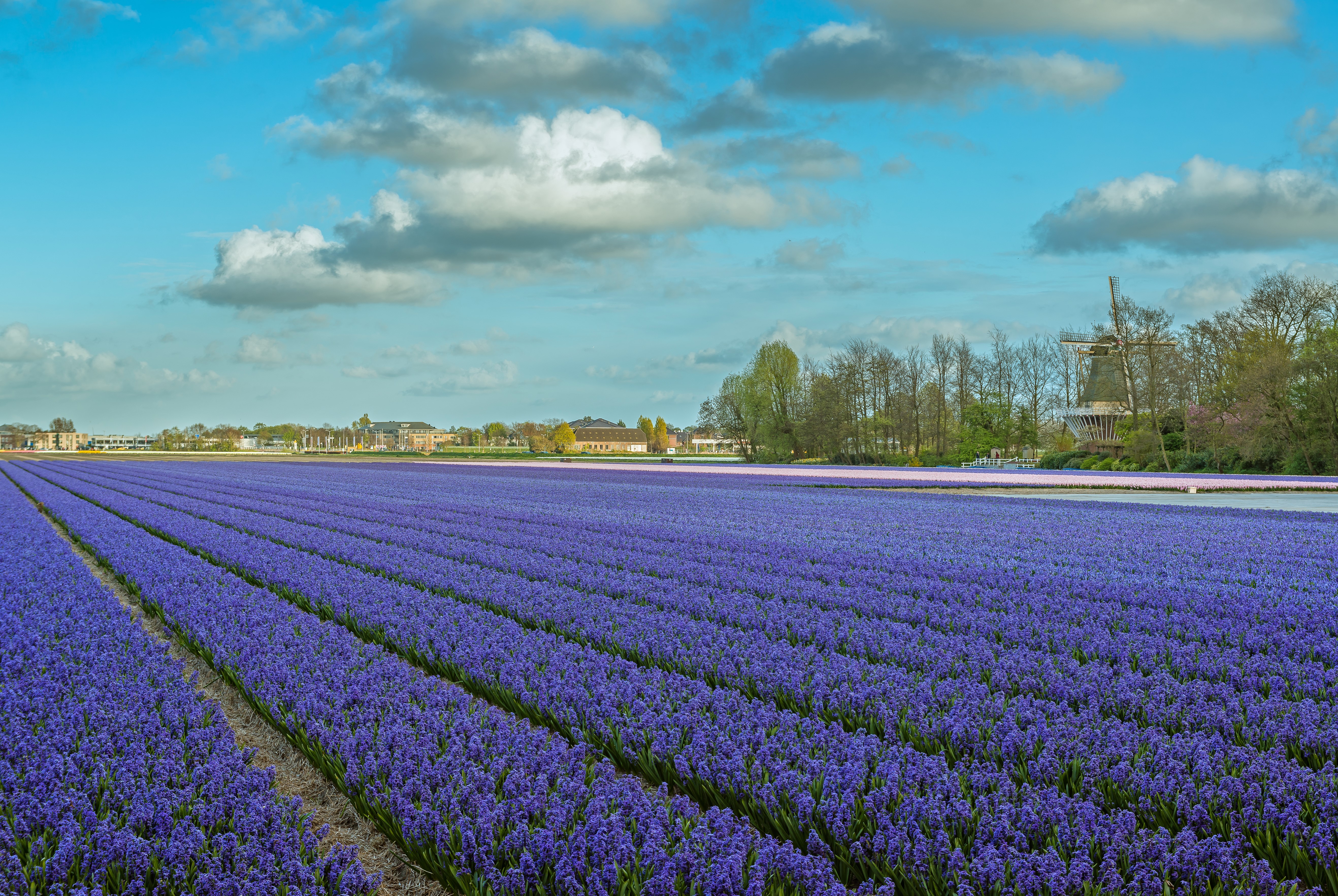 Field of Hyacinths in Lisse, Netherlands with Windmill HD Wallpaper