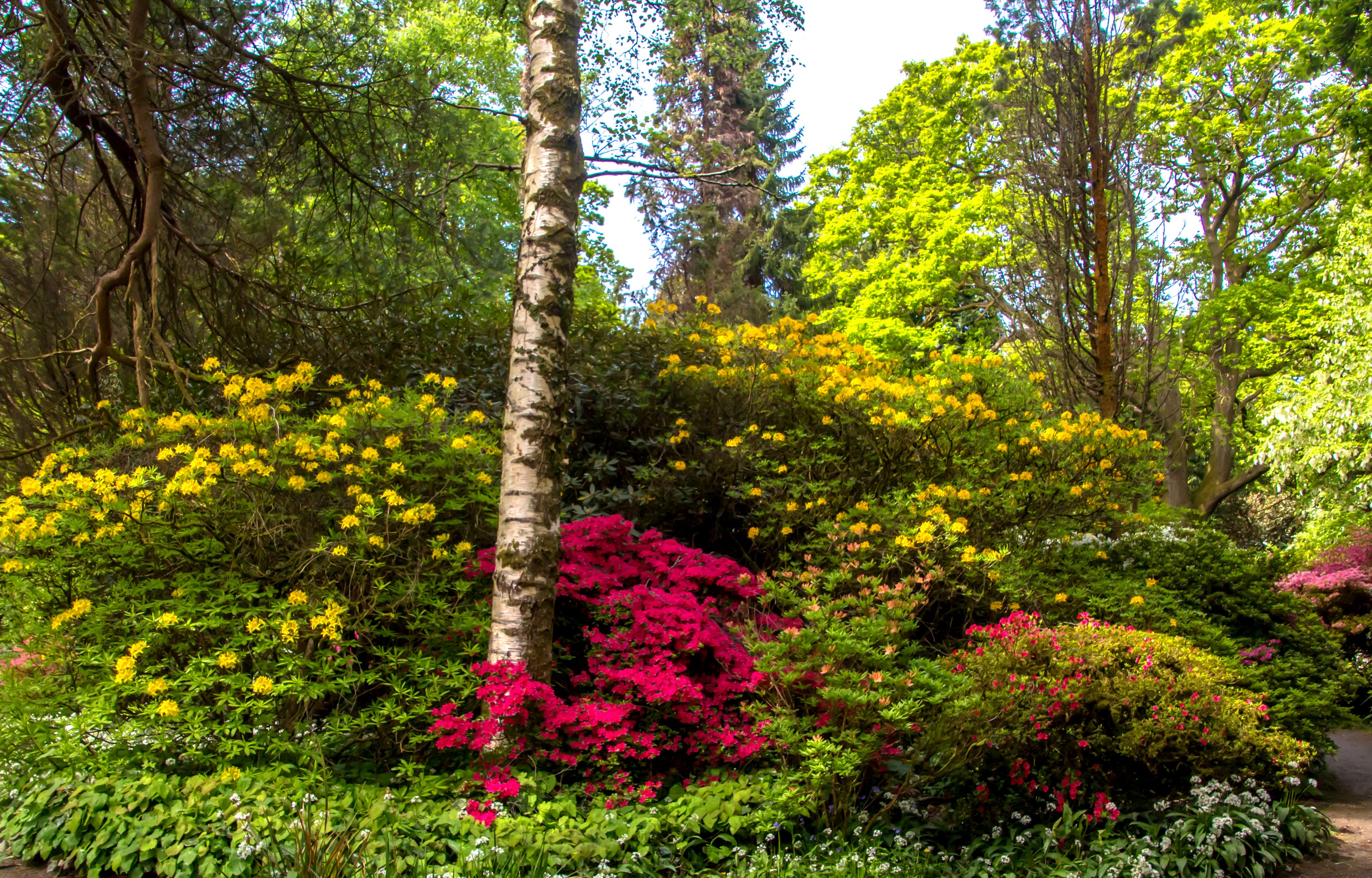 Clyne Gardens Swansea, United Kingdom, flowering shrubs HD Wallpaper