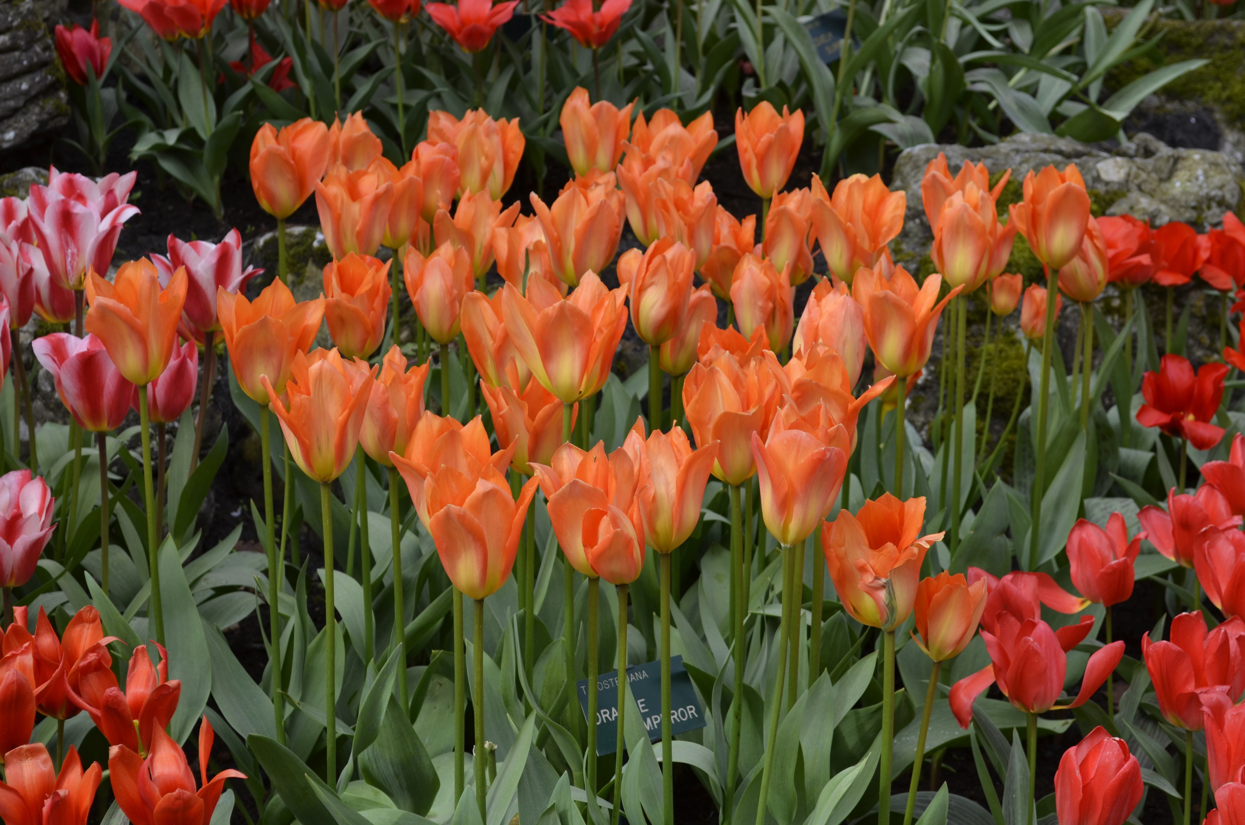 Orange and Red Tulips in Bloom HD Wallpaper