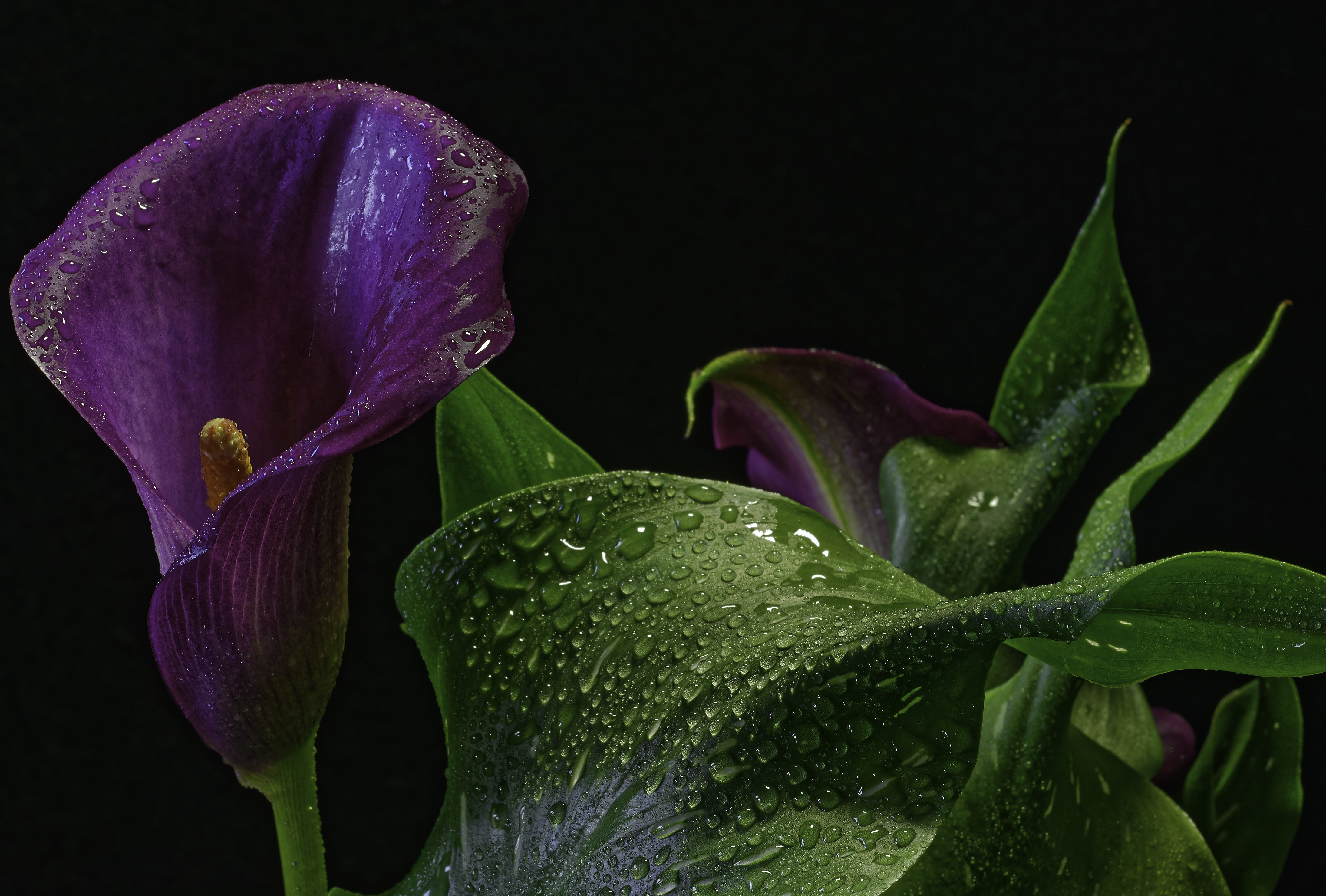 Violet Callas with Water Drops on Black Background HD Wallpaper
