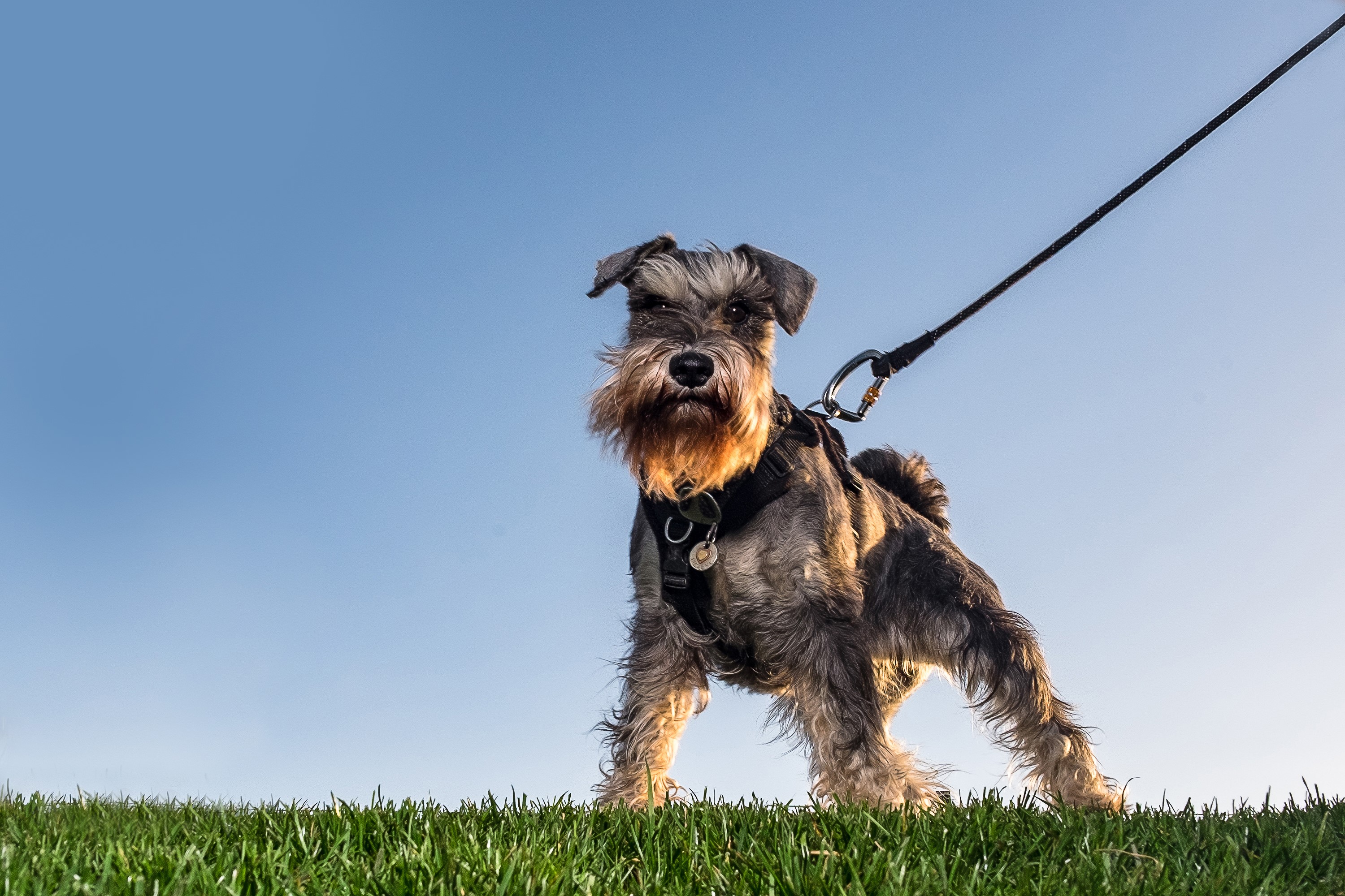 Schnauzer dog on a leash against a blue sky HD Wallpaper