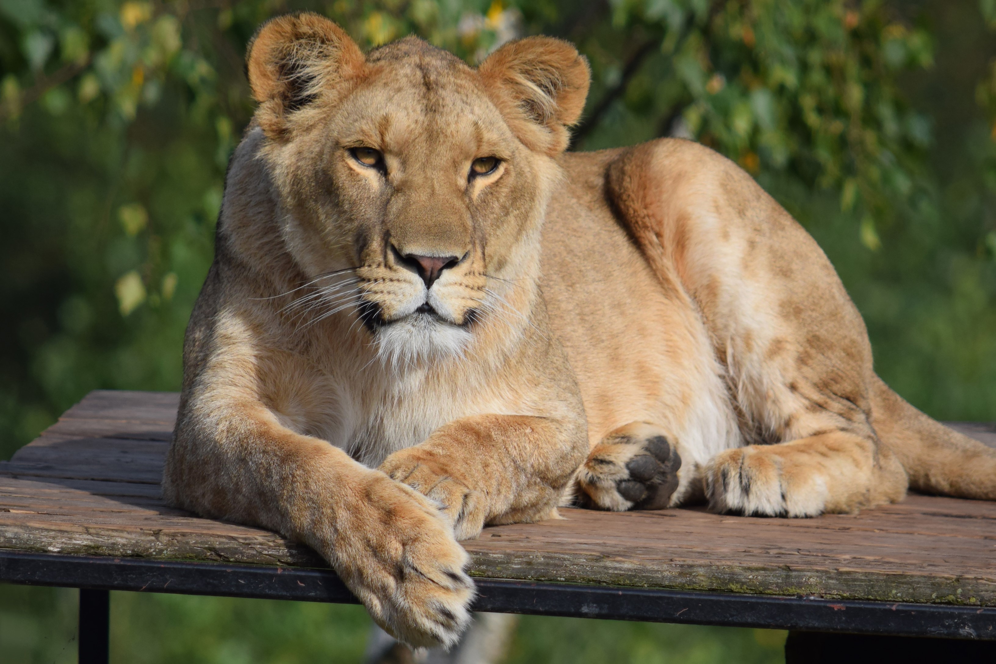 Lioness resting on a wooden platform HD Wallpaper