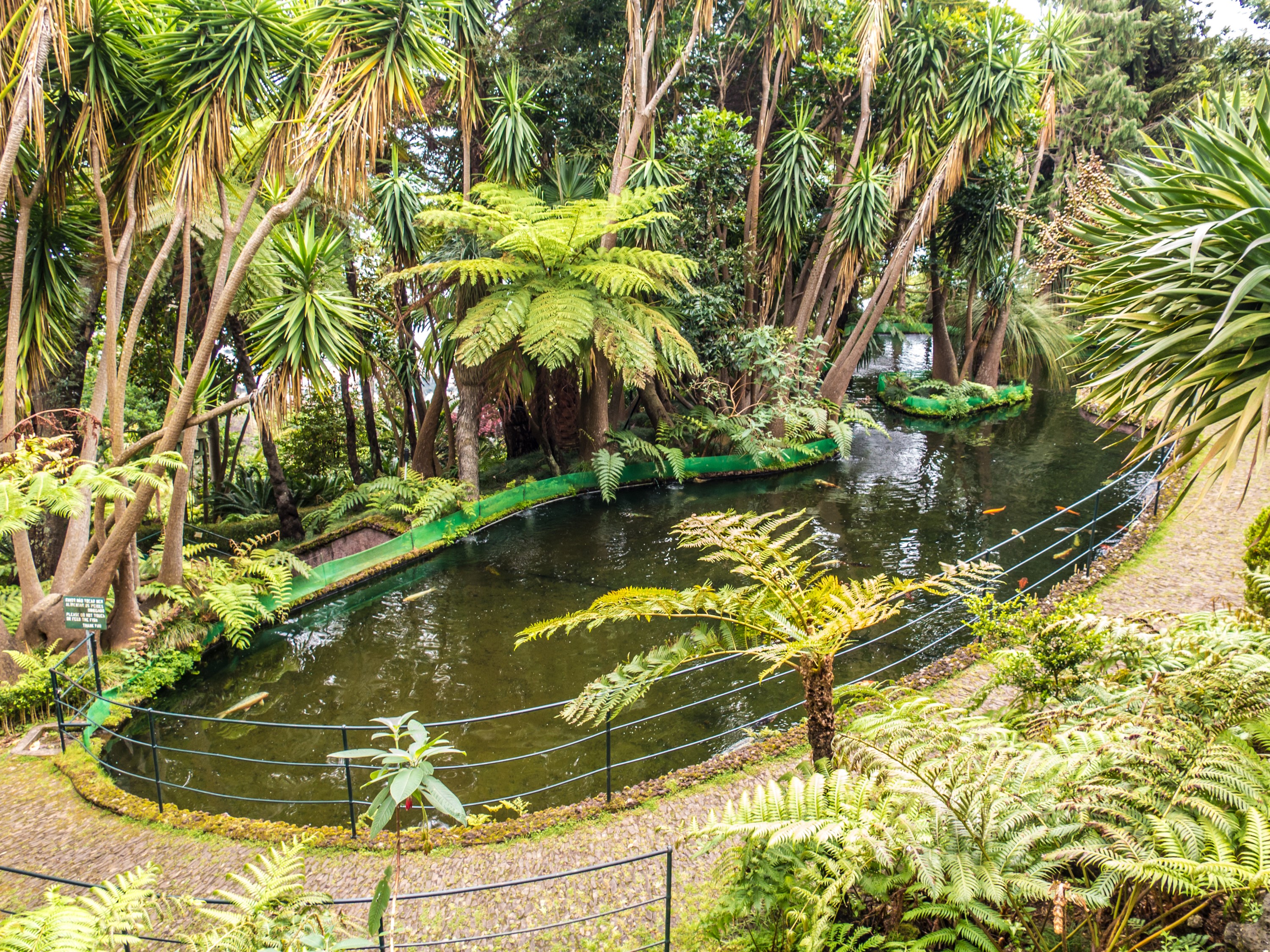 Monte Palace Tropical Garden pond with palm trees and ferns HD Wallpaper