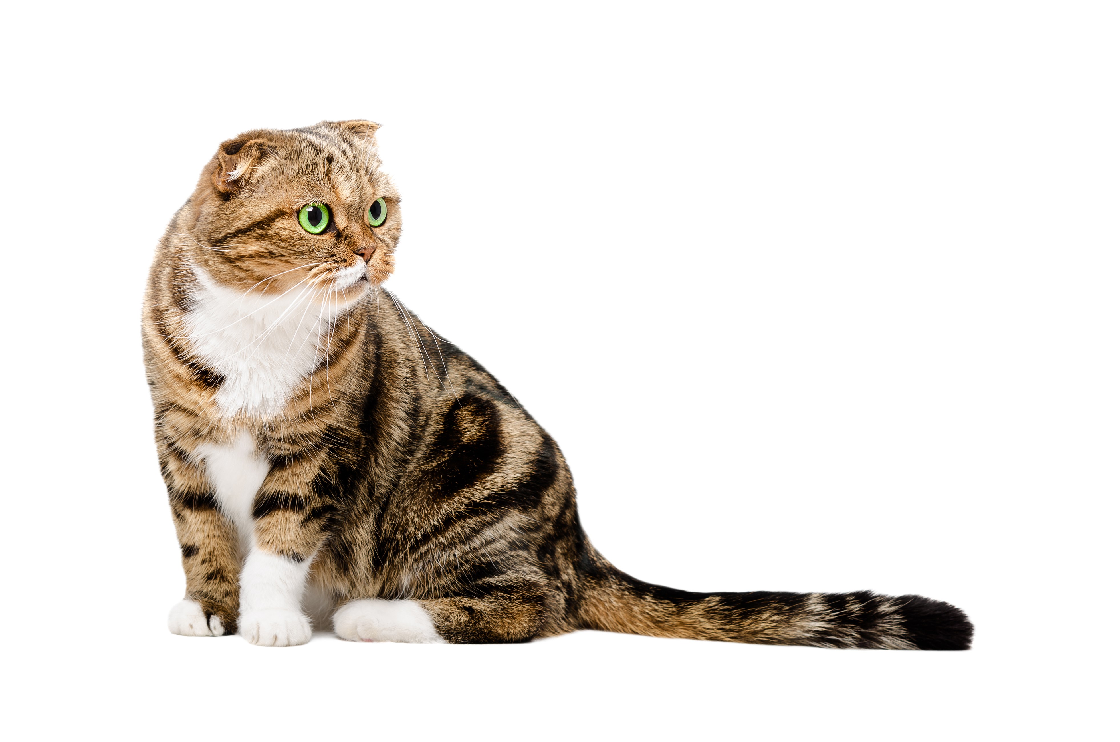 Scottish Fold Cat on White Background HD Wallpaper