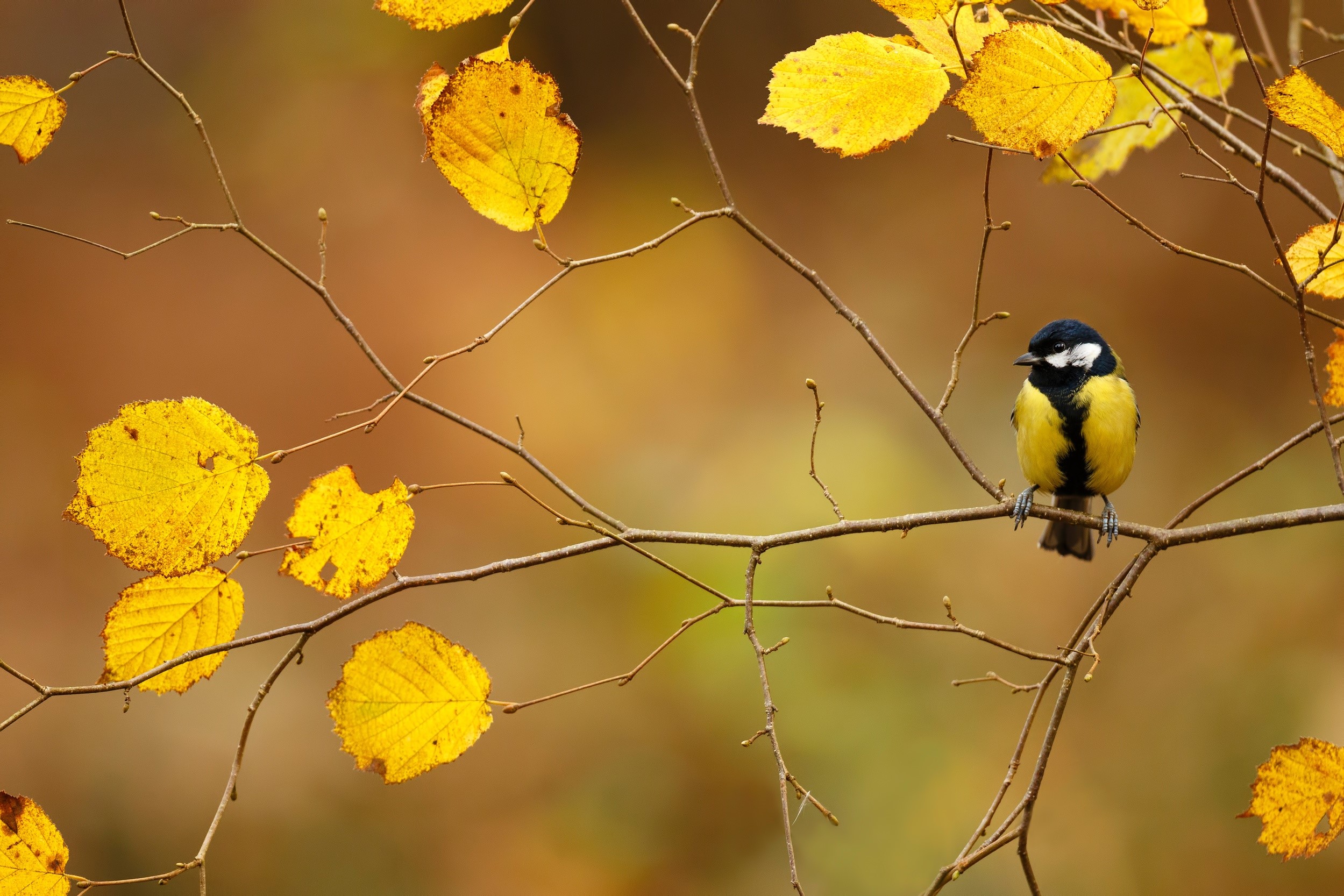 Great Tit bird on a branch with autumn leaves HD Wallpaper