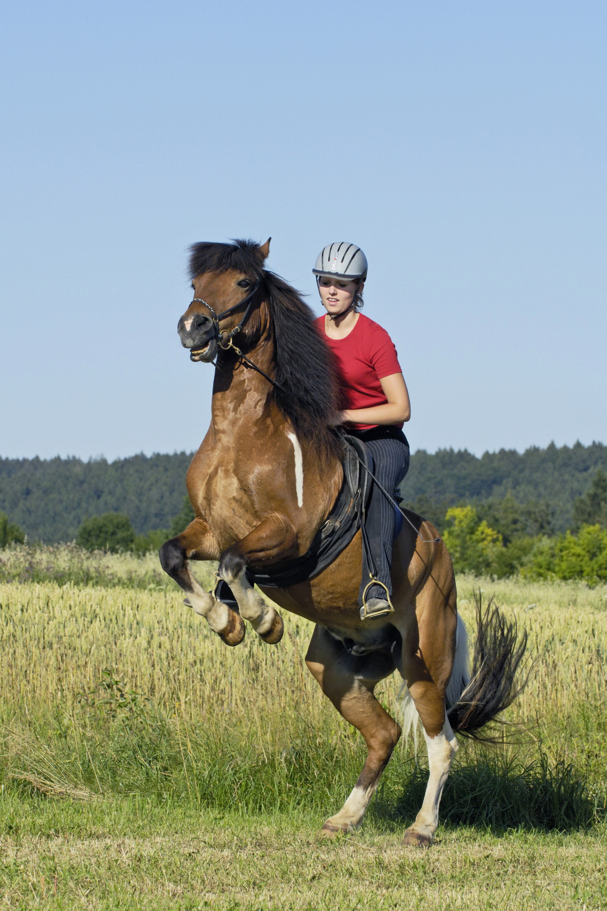 Woman riding a rearing horse in a field HD Phone Wallpaper