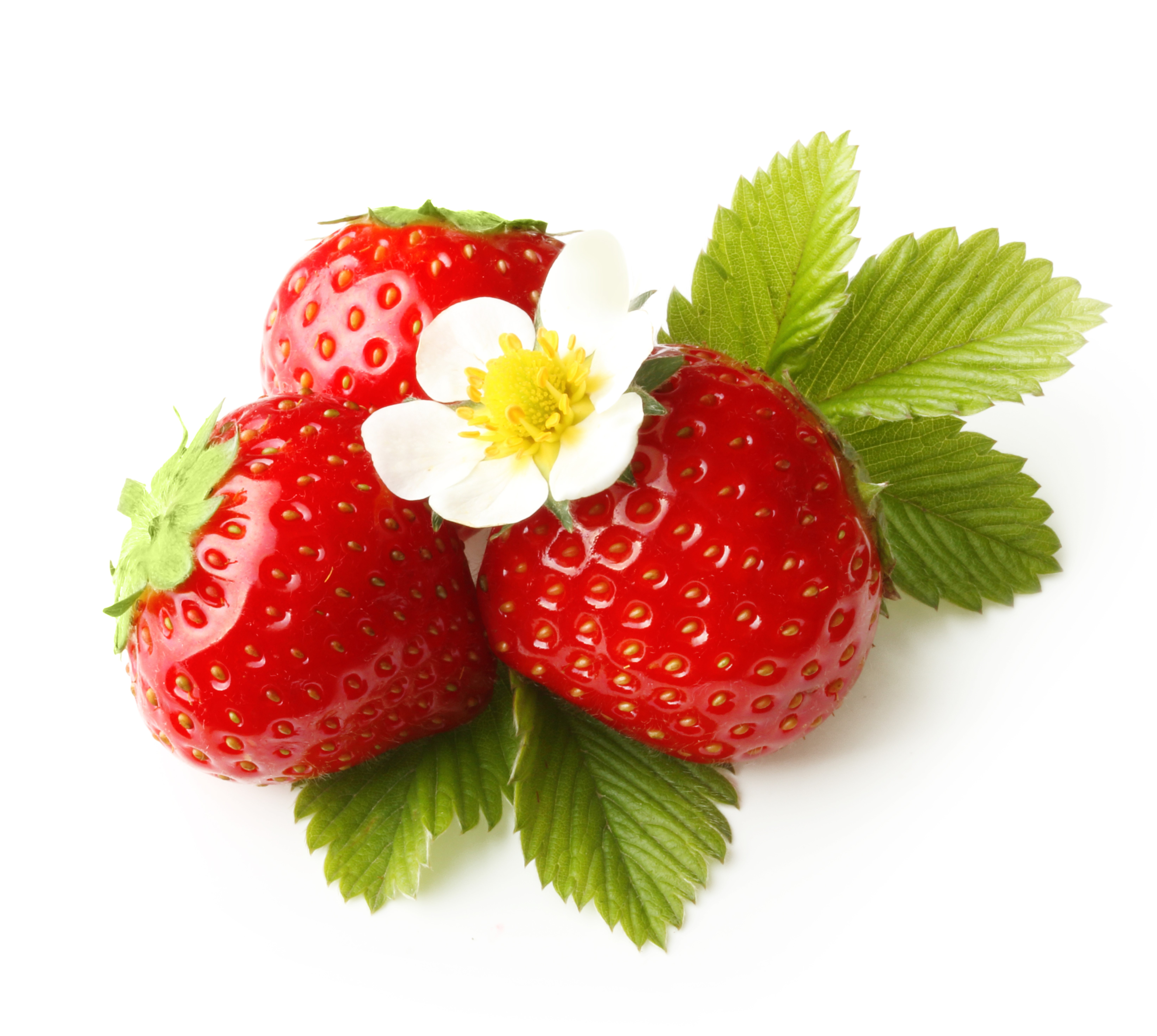 Three Strawberries with Flower and Leaves HD Wallpaper