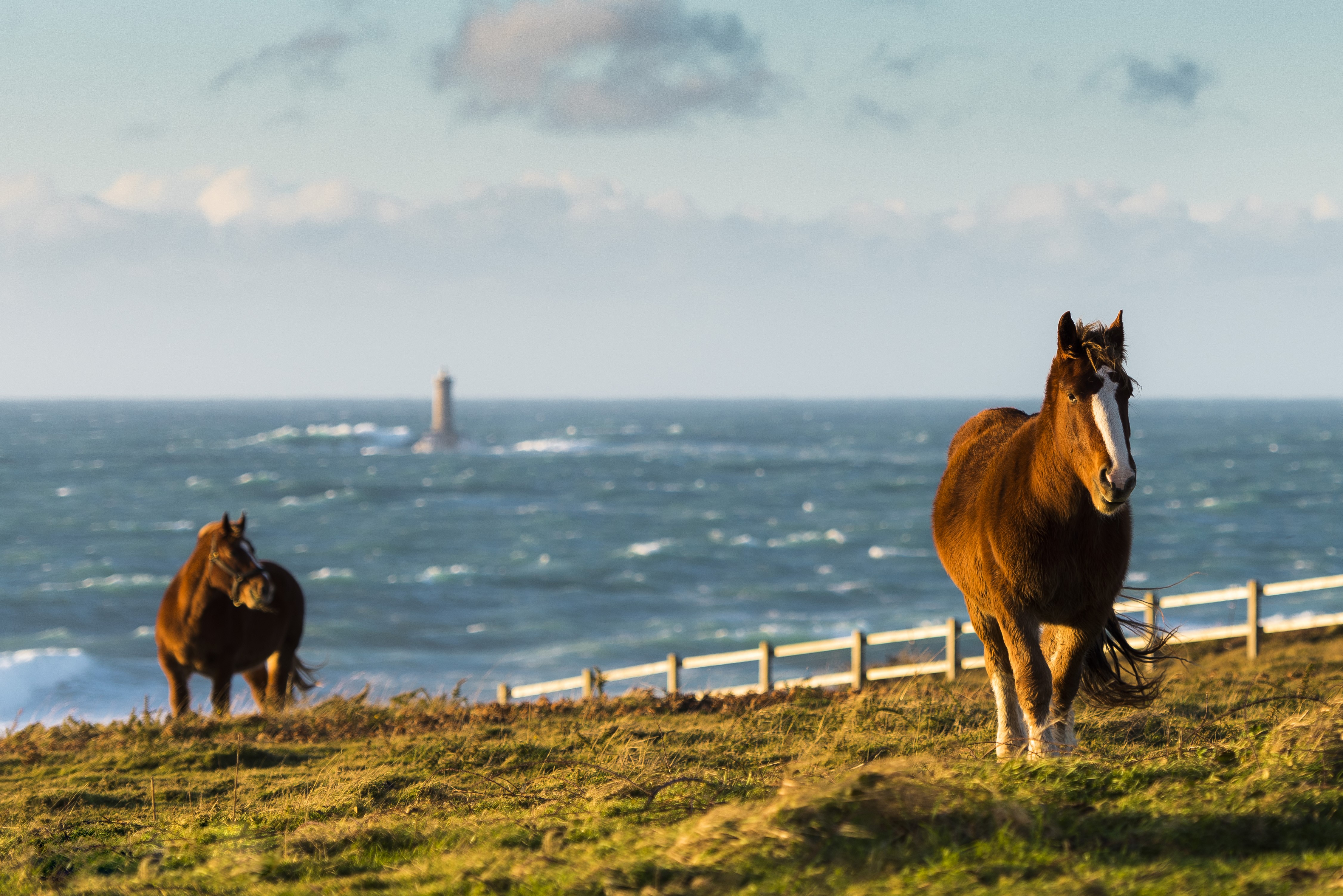 Horses on a grassy coast with a lighthouse in the sea HD Wallpaper