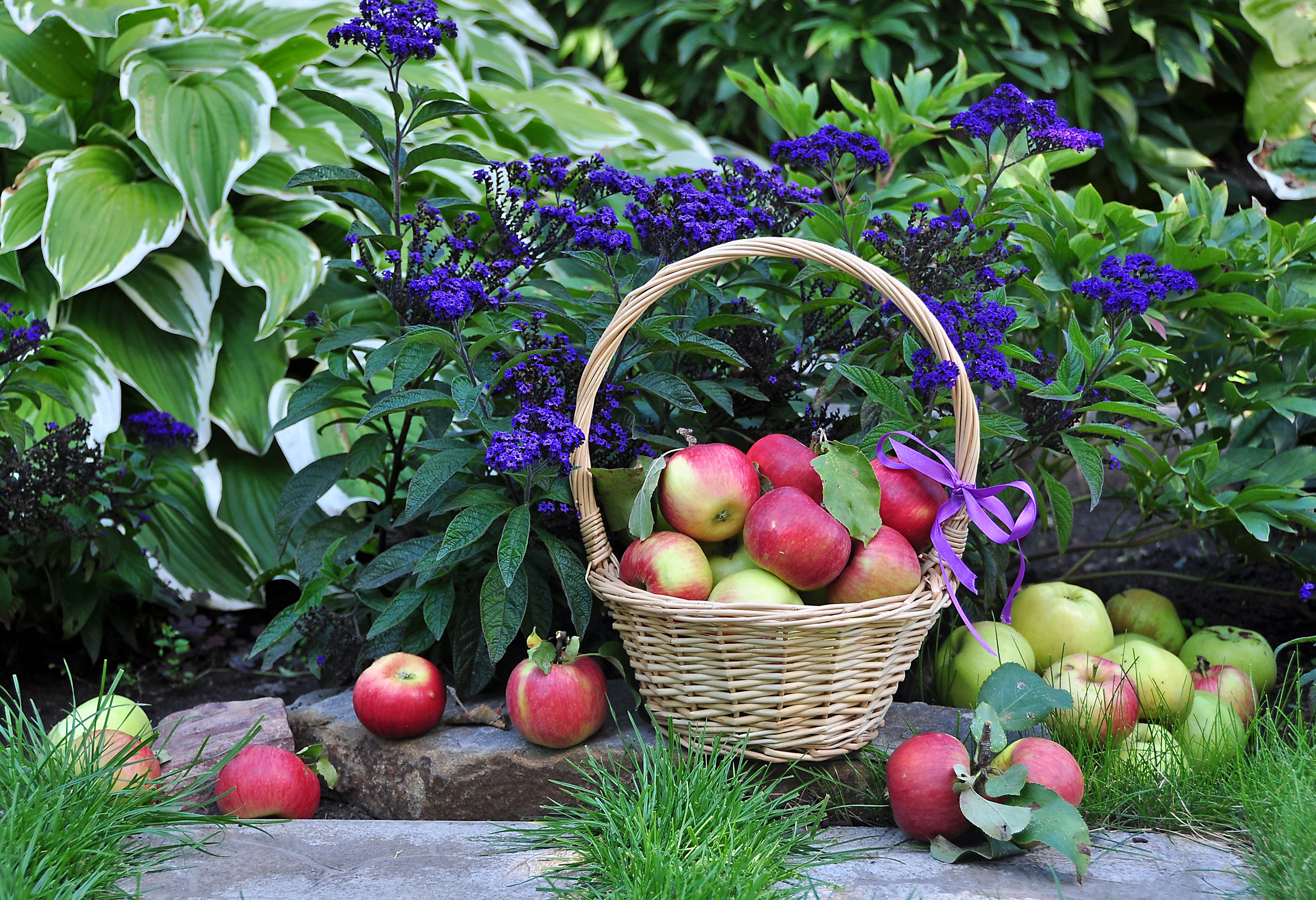 Apples in a wicker basket with purple flowers and hosta plants HD Wallpaper