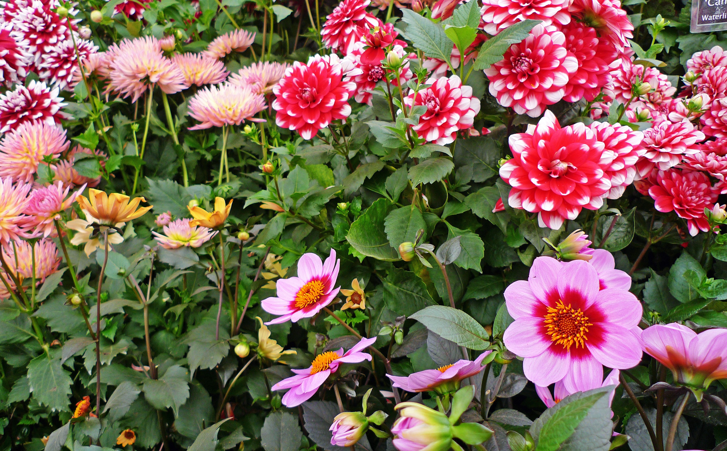 Dahlias in bloom HD Wallpaper