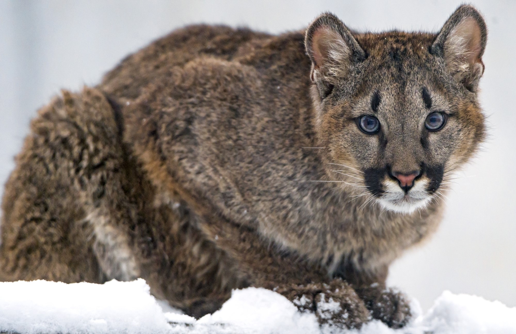 Cougar cub looking forward in snow HD Wallpaper