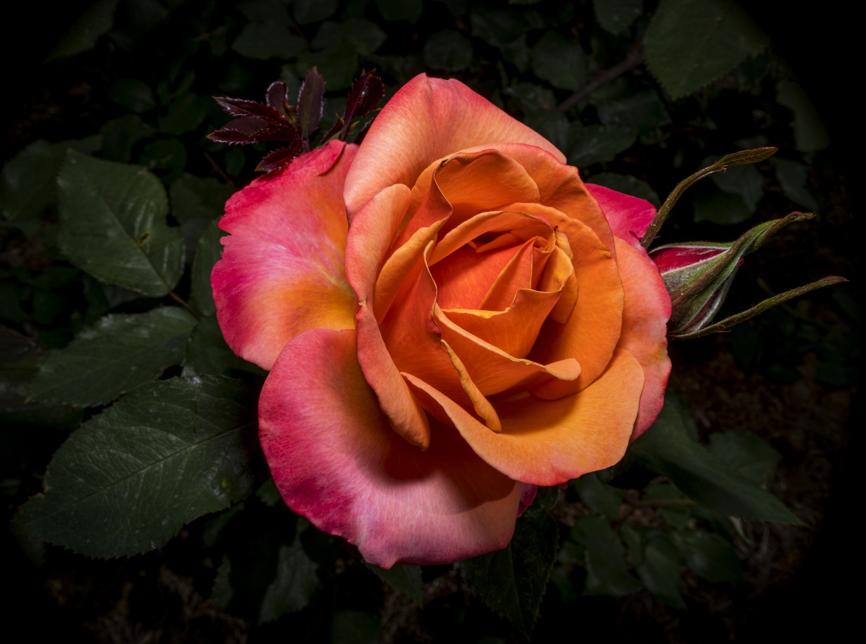 Close-up of a vibrant orange and pink rose with a bud HD Wallpaper
