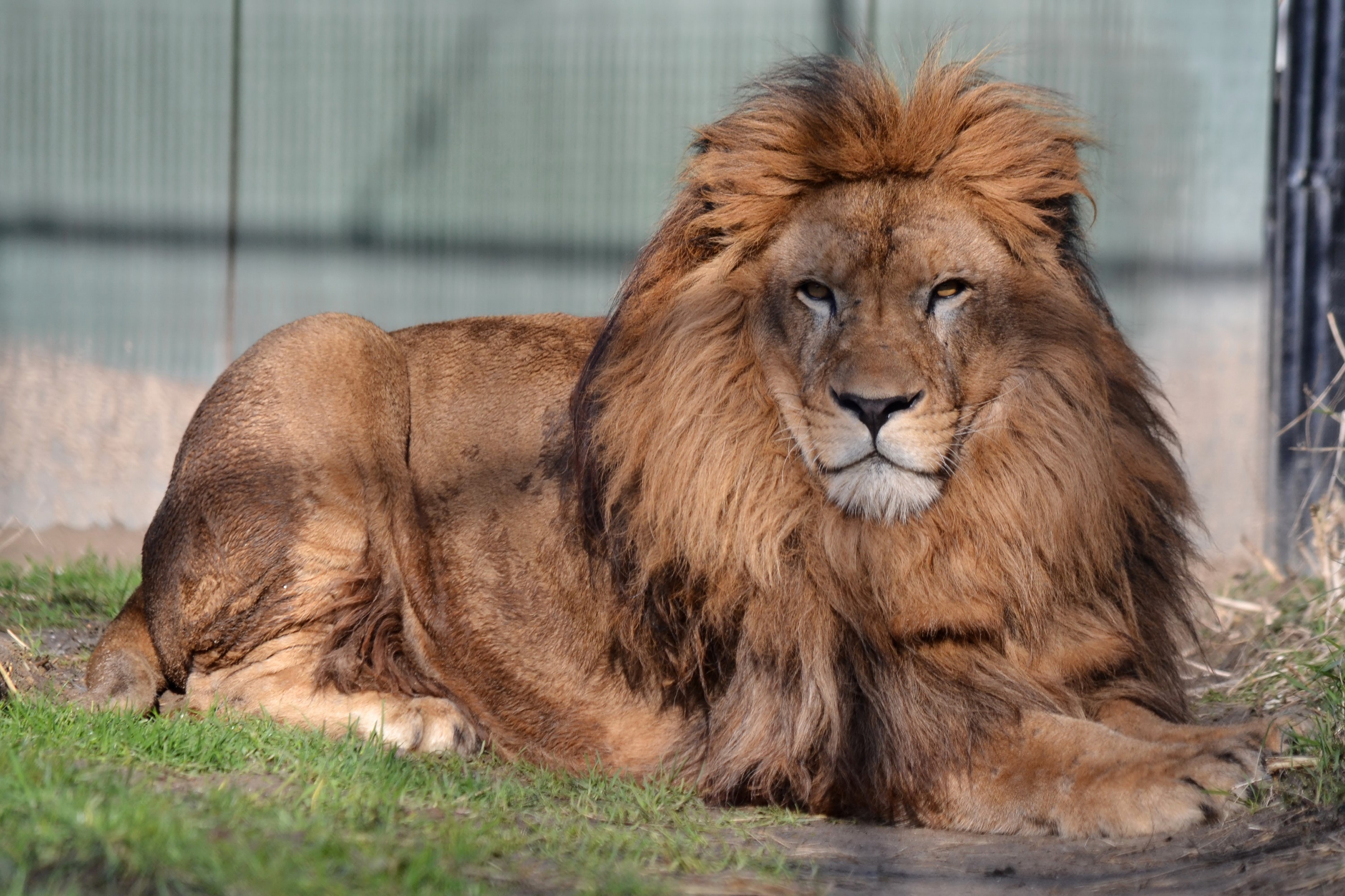 Lion with a mane lying on grass HD Wallpaper