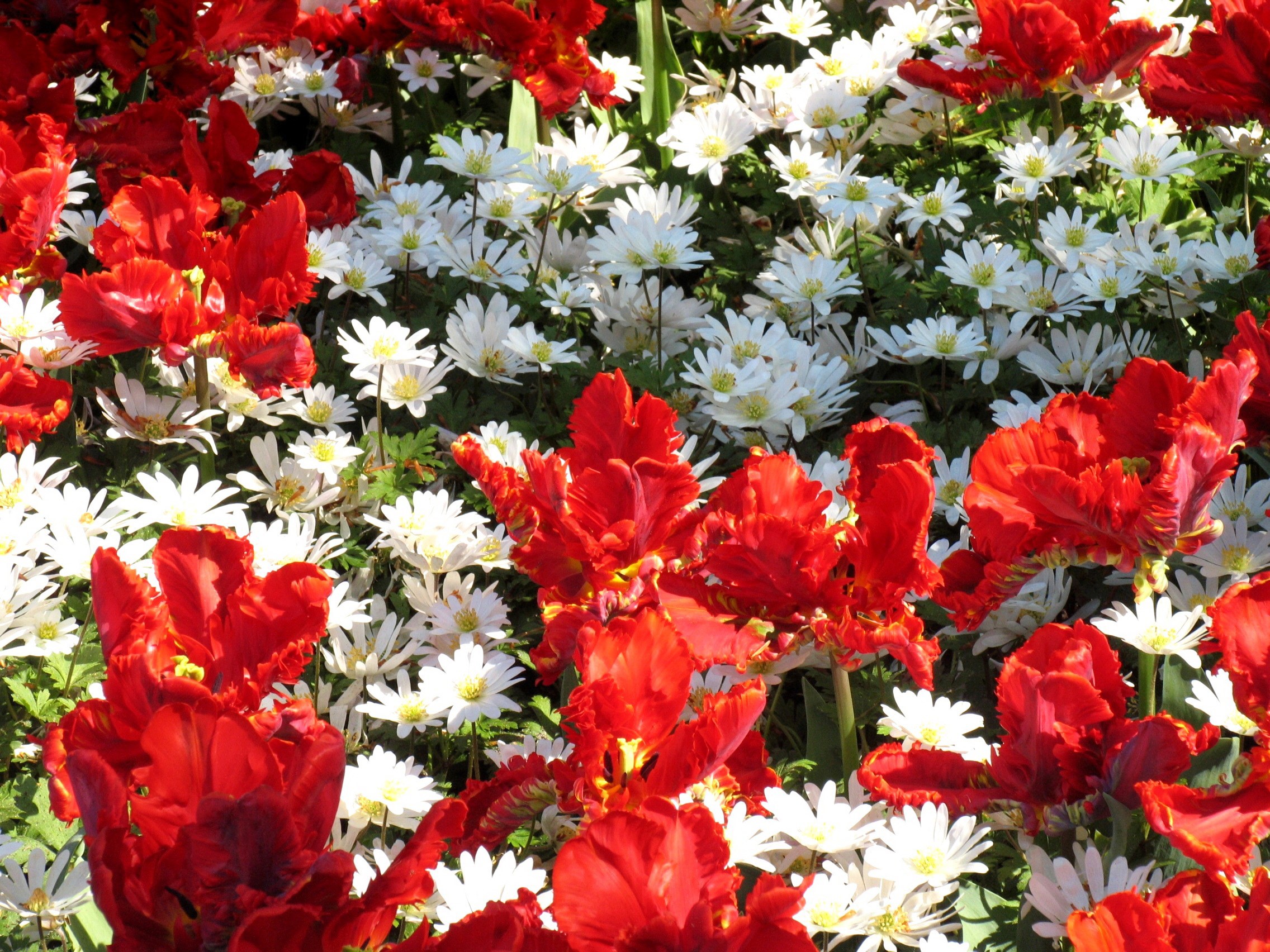 Red and white flowers in a garden HD Wallpaper