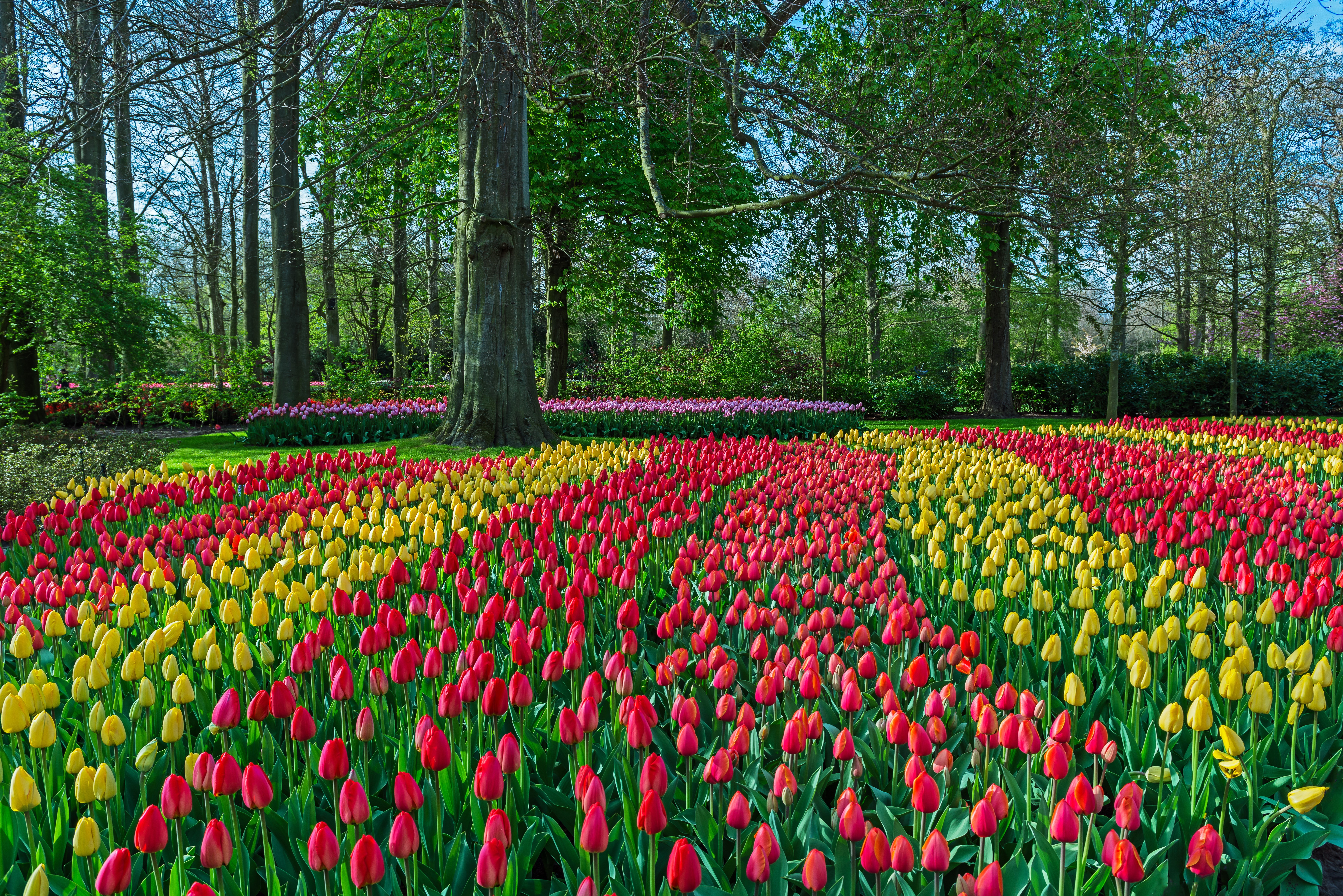 Keukenhof Gardens with Red and Yellow Tulips, Netherlands HD Wallpaper