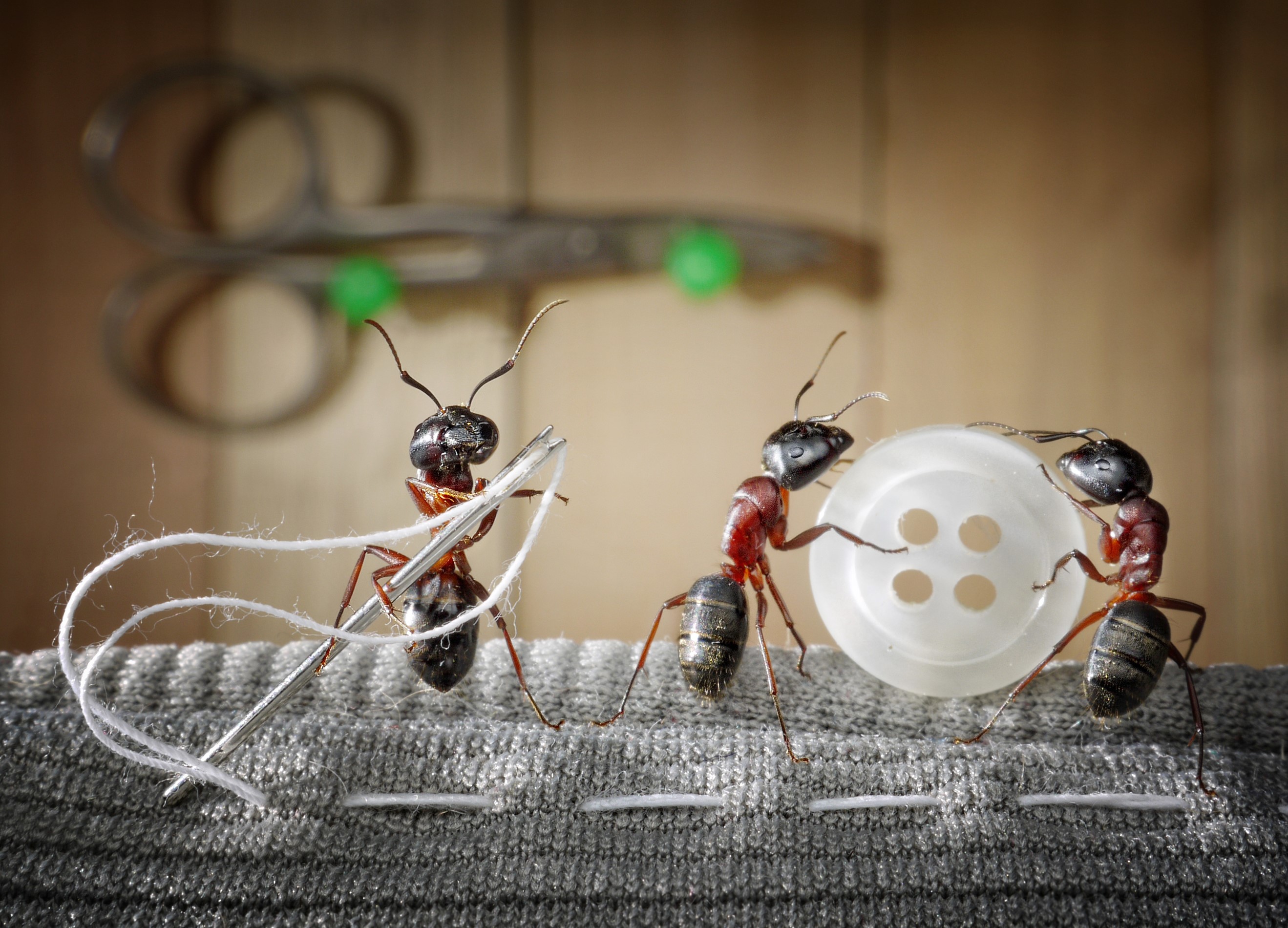 Three ants sewing a button onto fabric HD Wallpaper