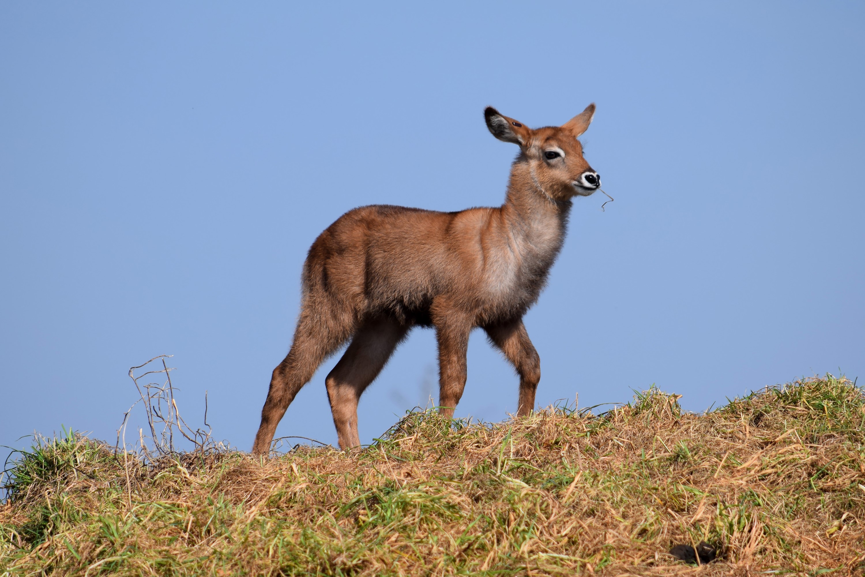 Young waterbuck standing on a grassy hill HD Wallpaper