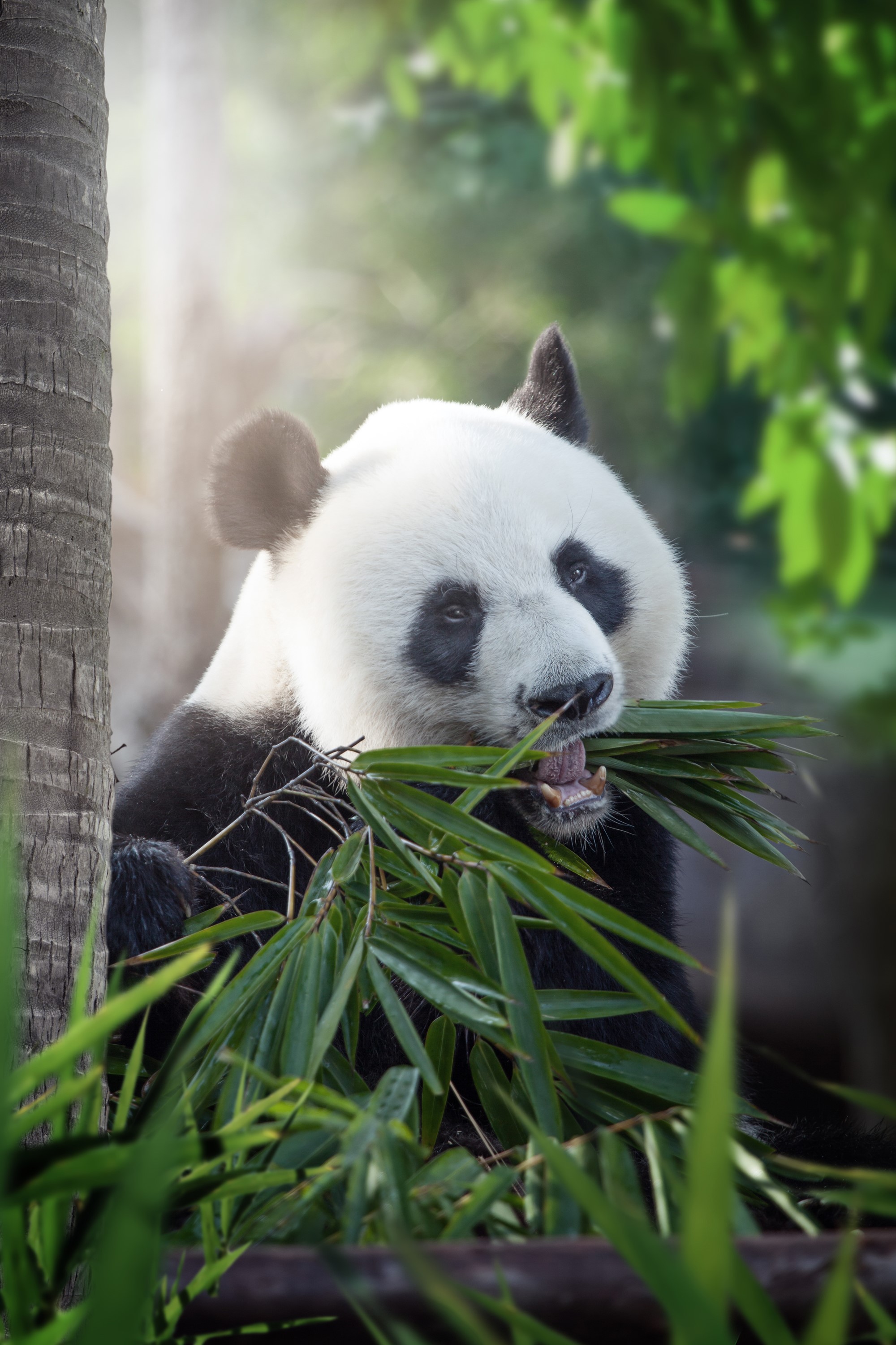Giant Panda Eating Bamboo Near Tree HD Phone Wallpaper